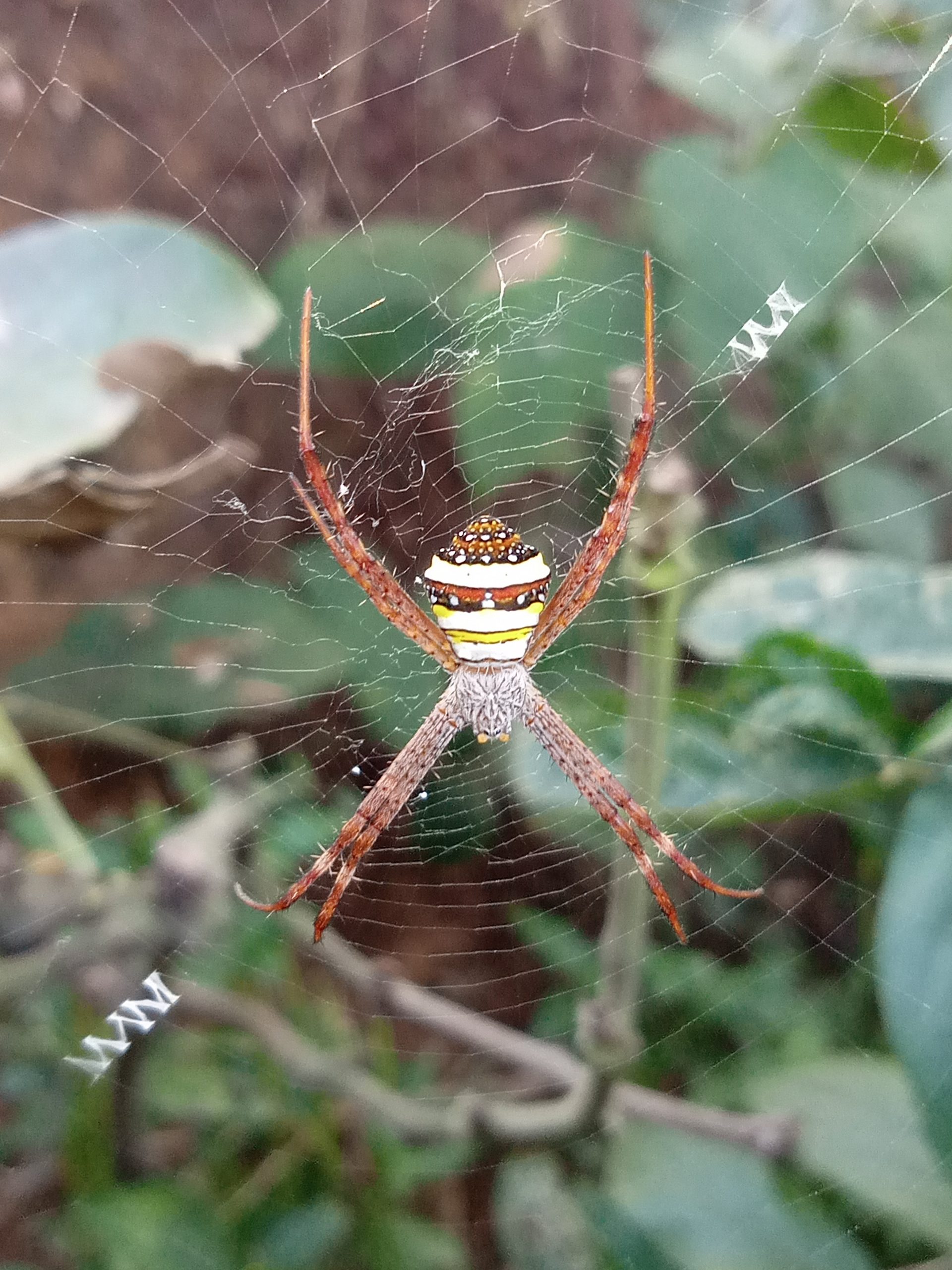 spider in a web
