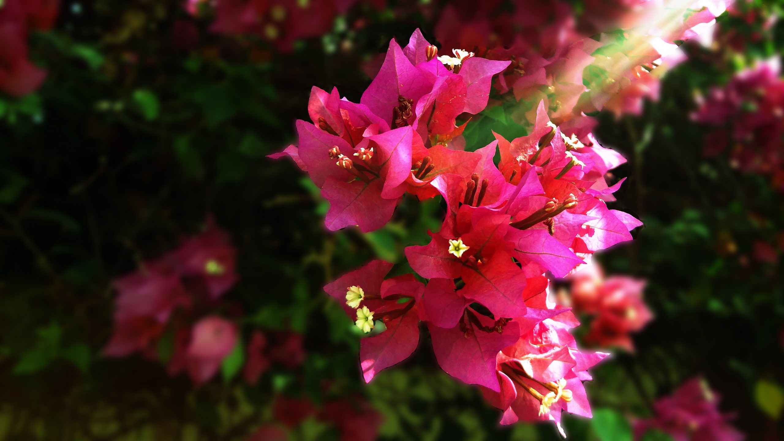 Flowering plant