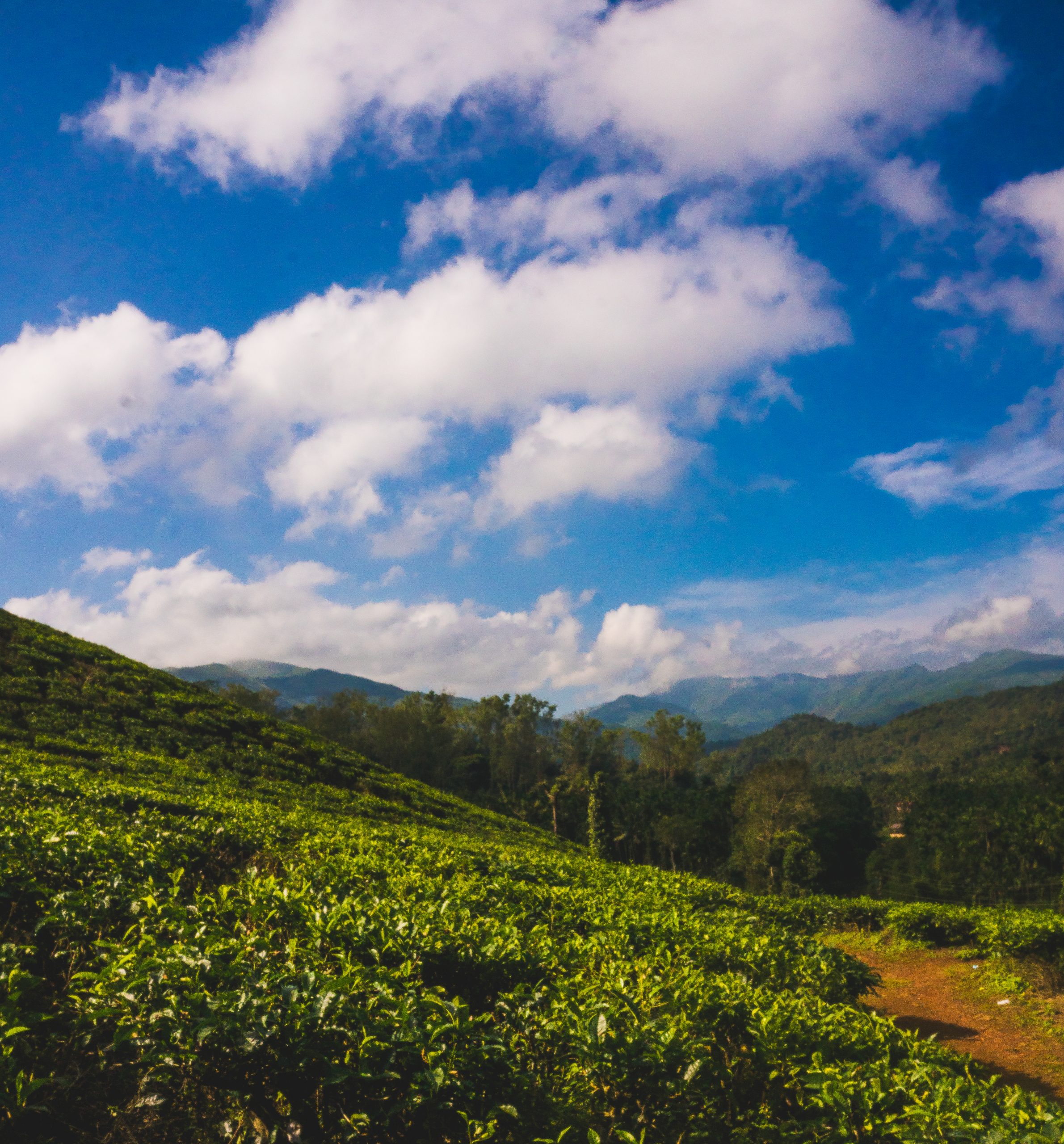 Tea estate