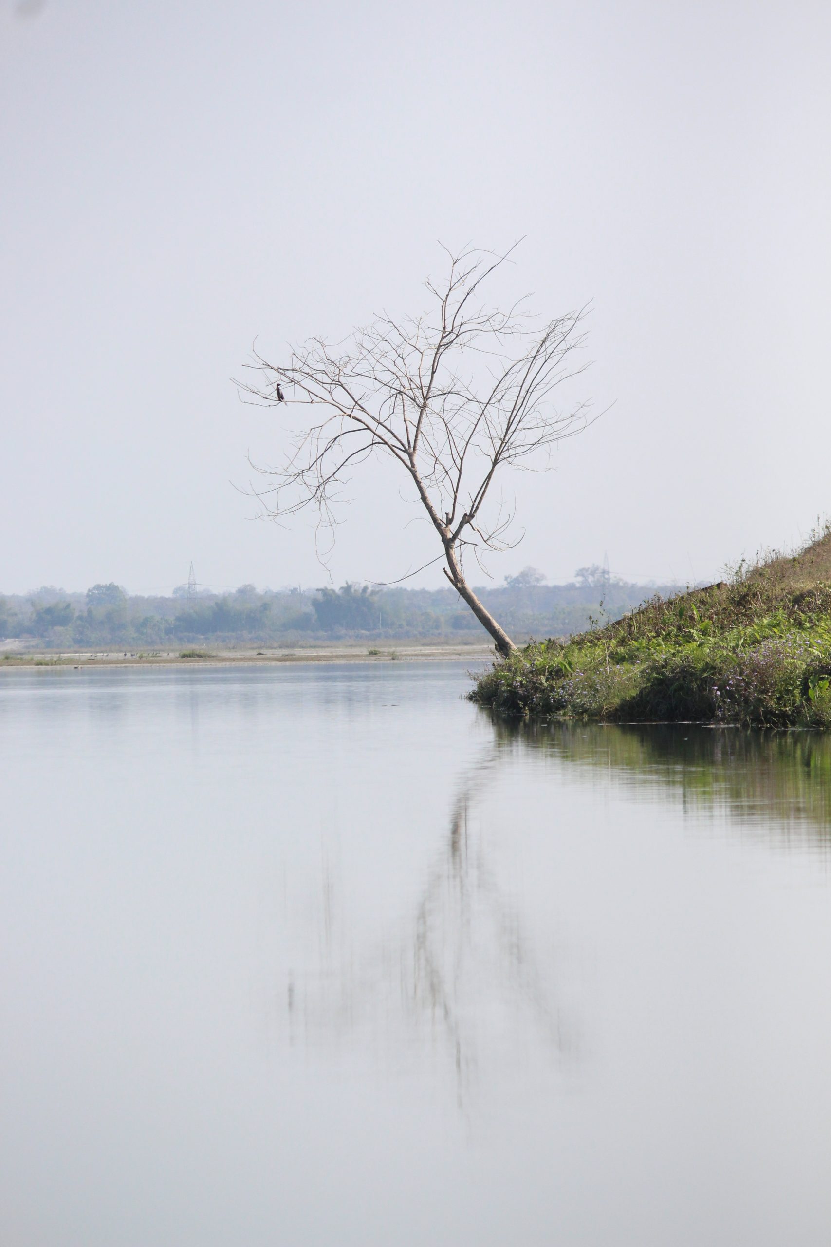 tree by lake side