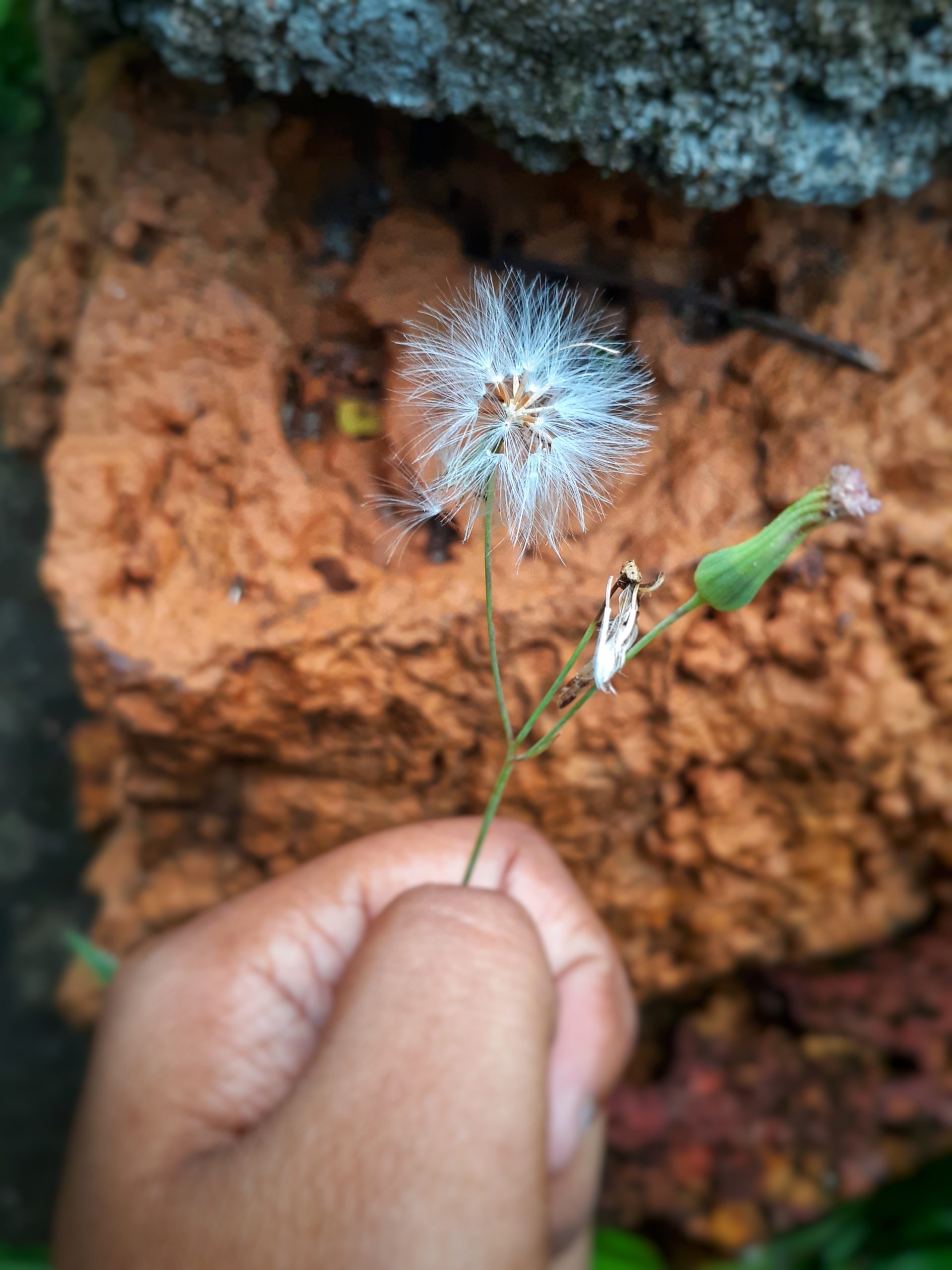 A wind flower in hand