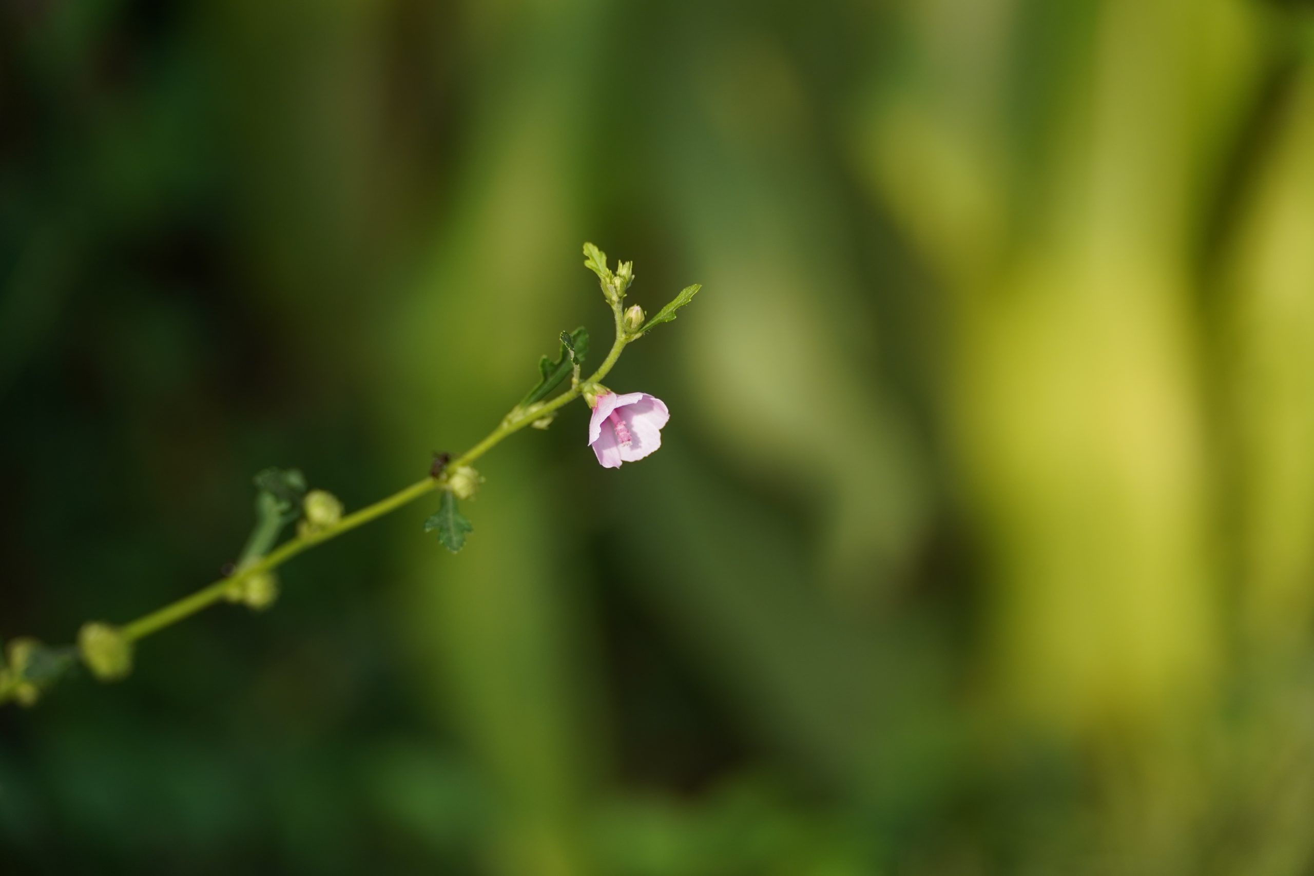 Flower on a branch