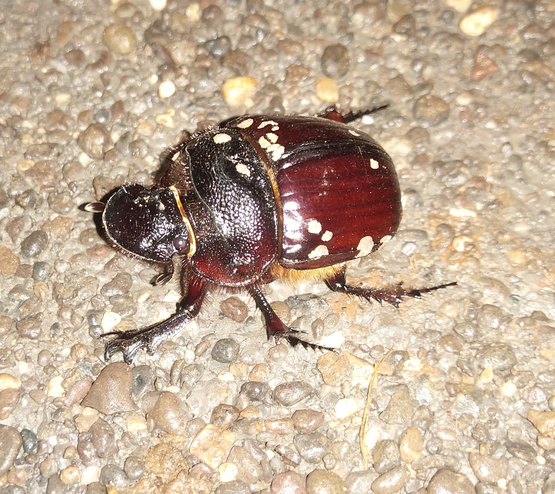 A black dung beetles