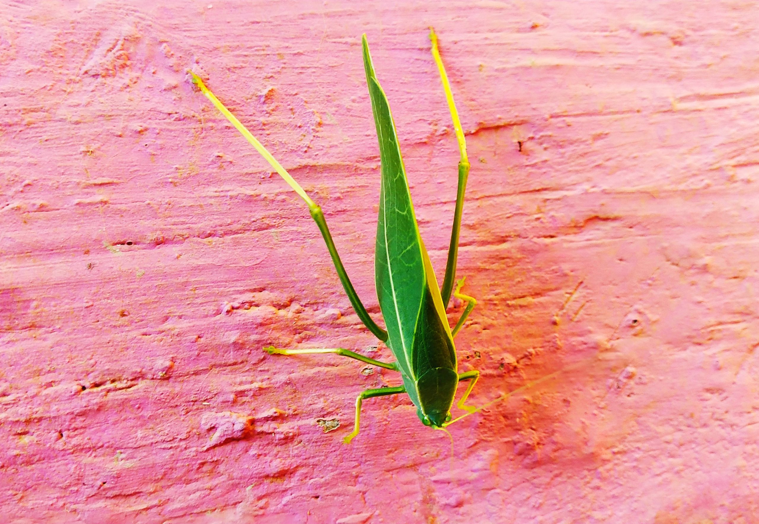 A Broad winged katydid