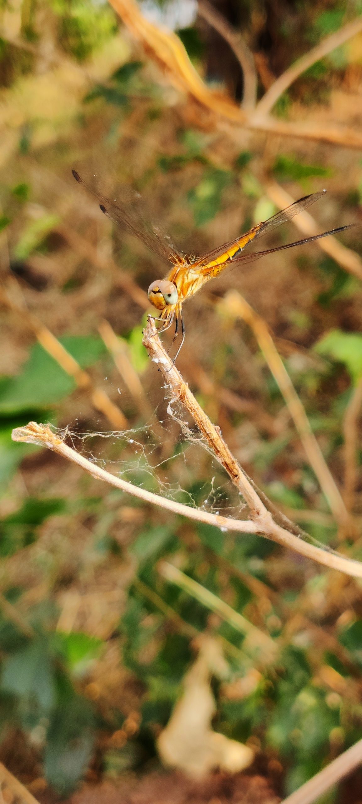 A Dragonfly