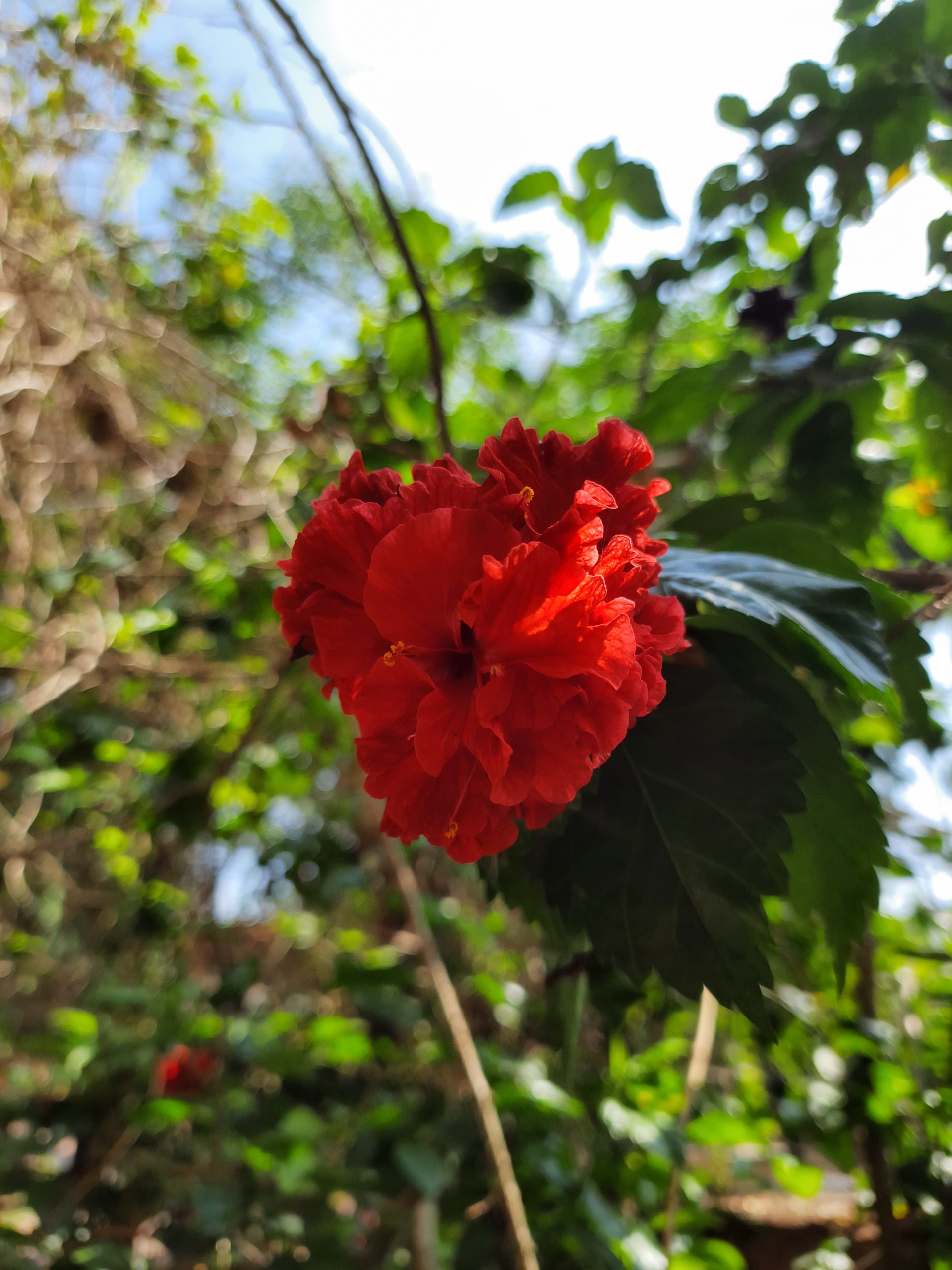 A Hibiscus flower