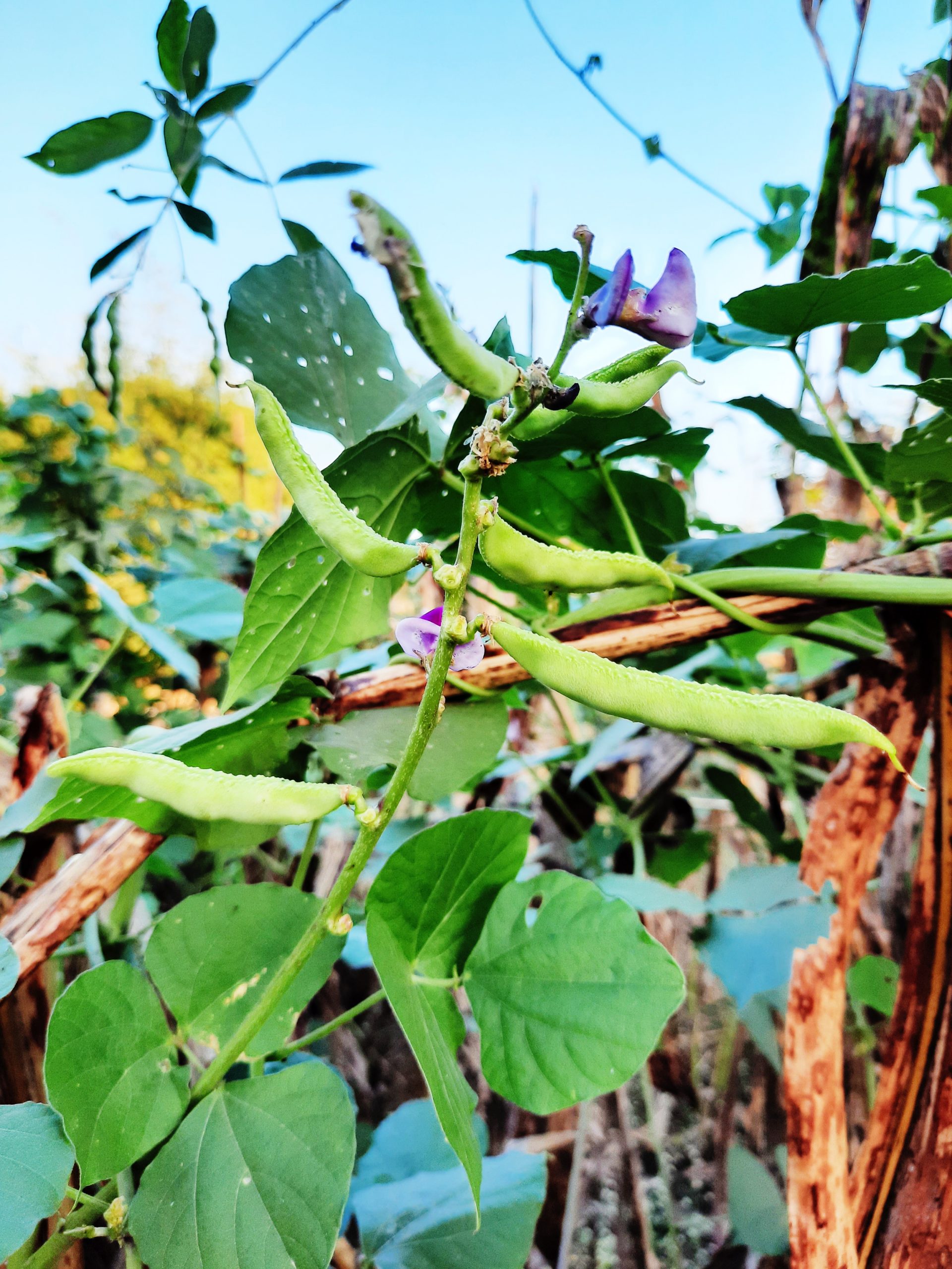 A Hyacinth bean plant