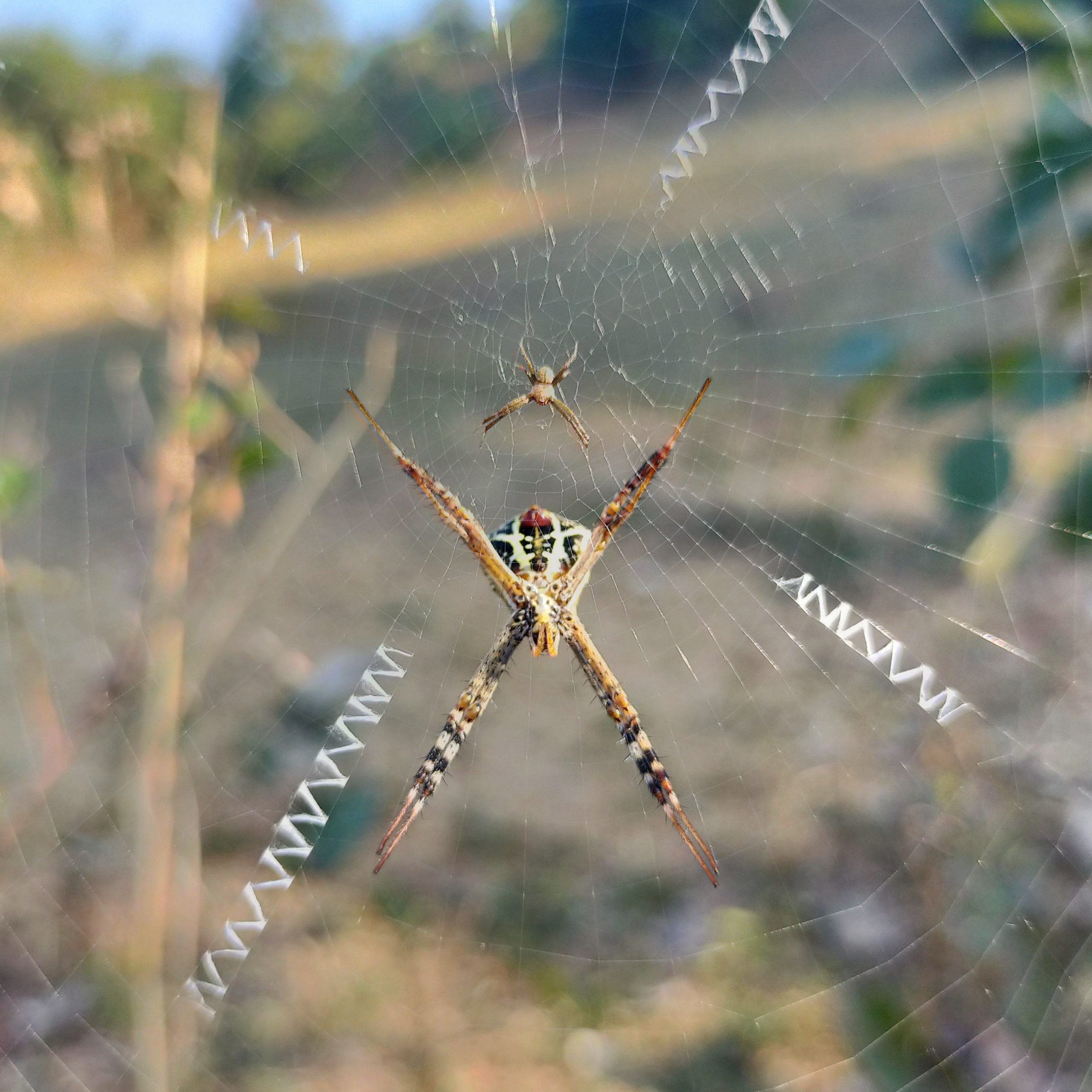 Spider web