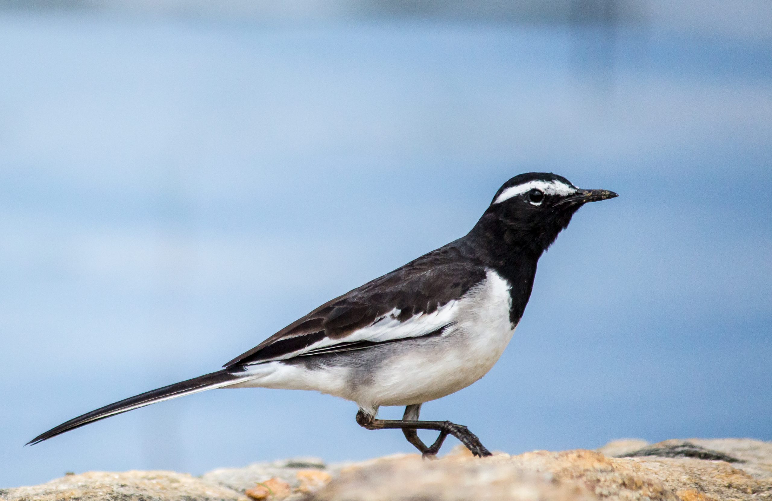 A White-Browed Wagtail
