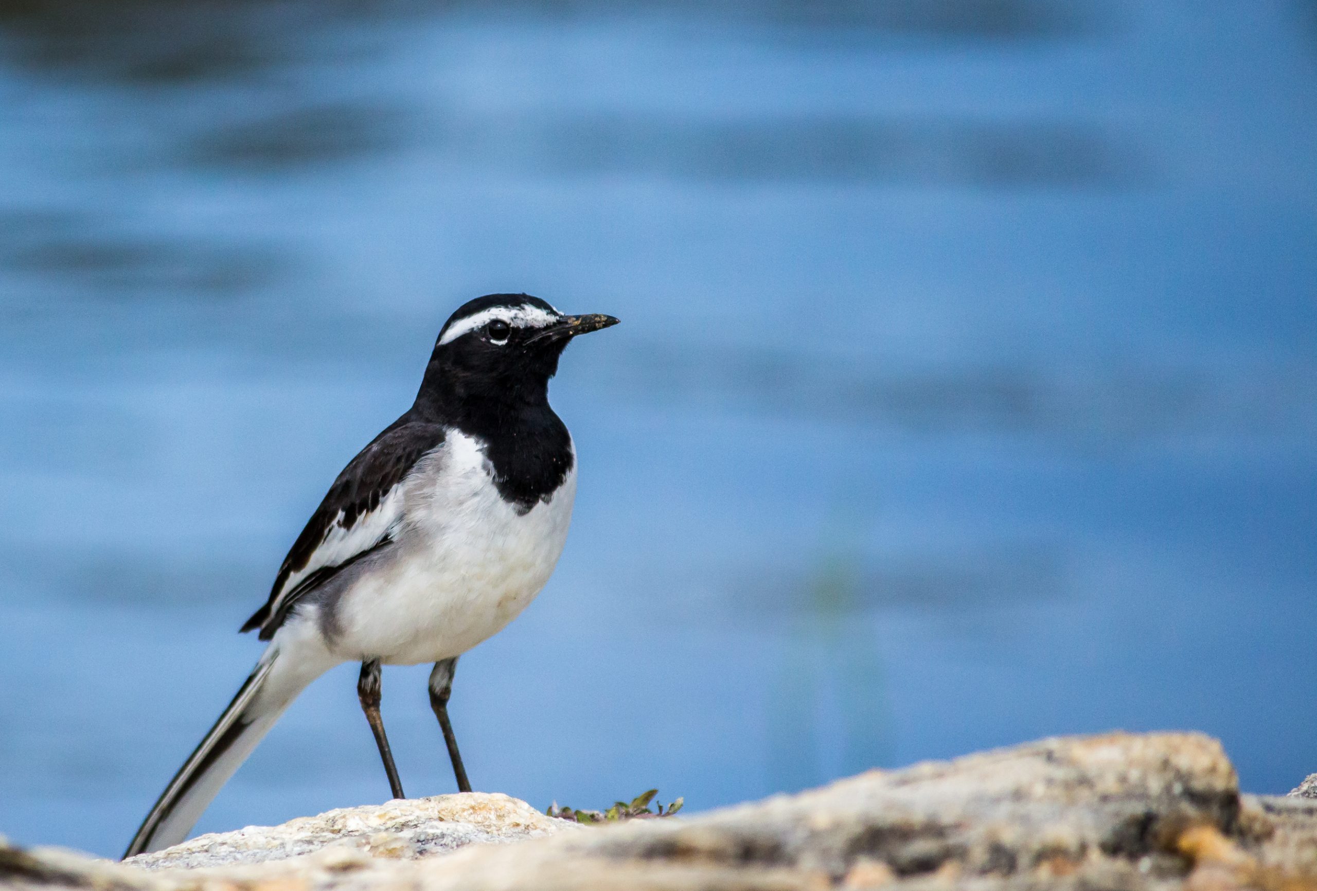 A White-Browed Wagtail