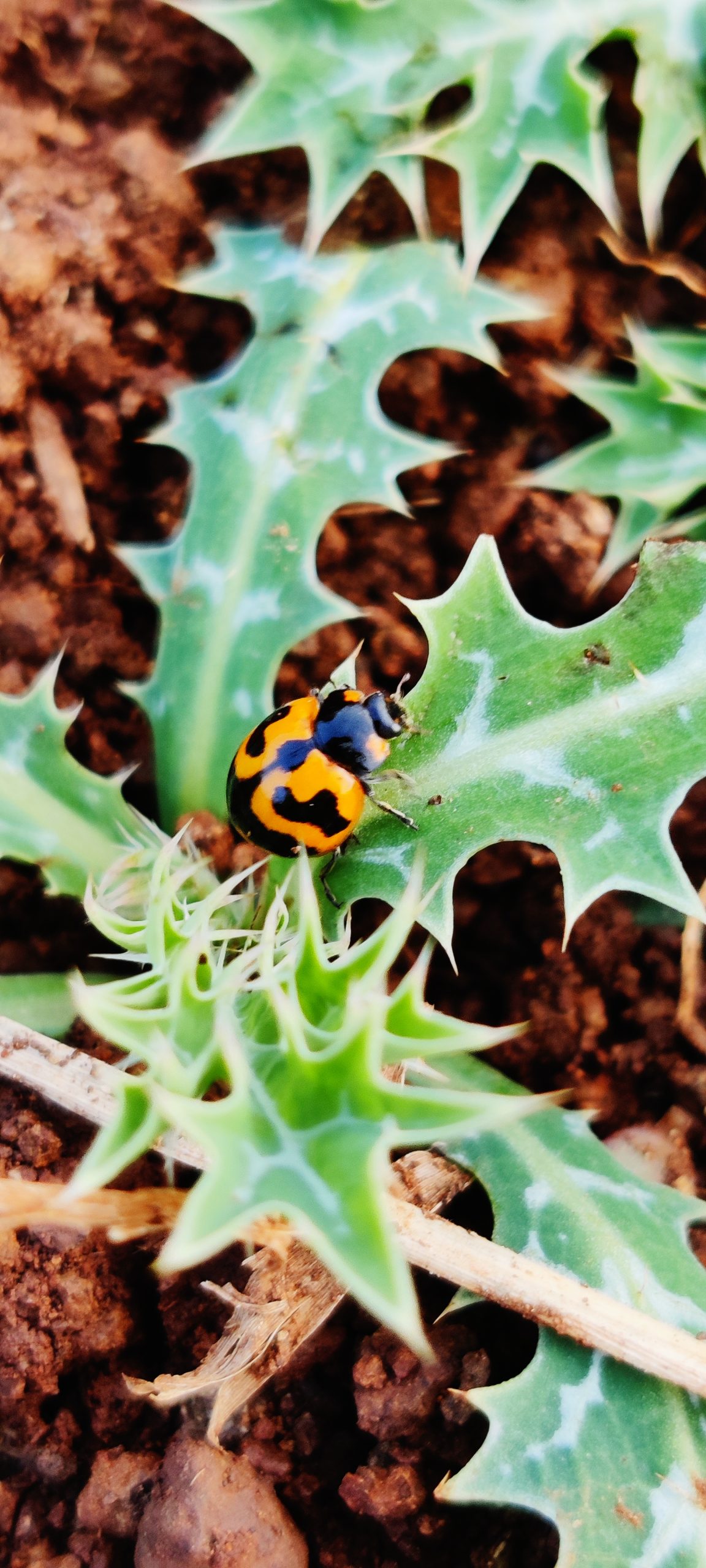 Beetle on leaf