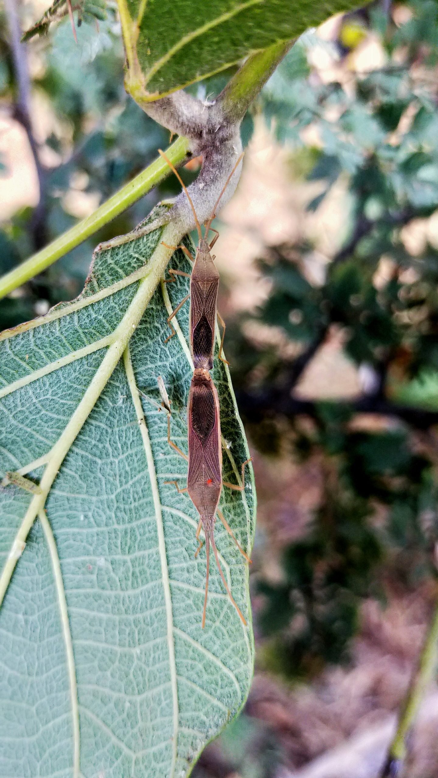 Nest of an insect