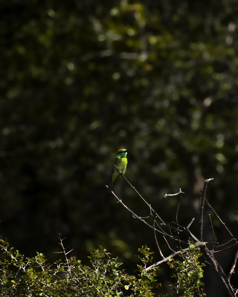 A bird on a twig - PixaHive