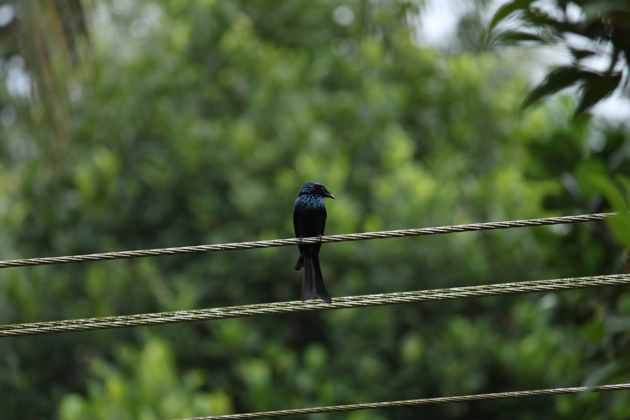 A bird on electric lines