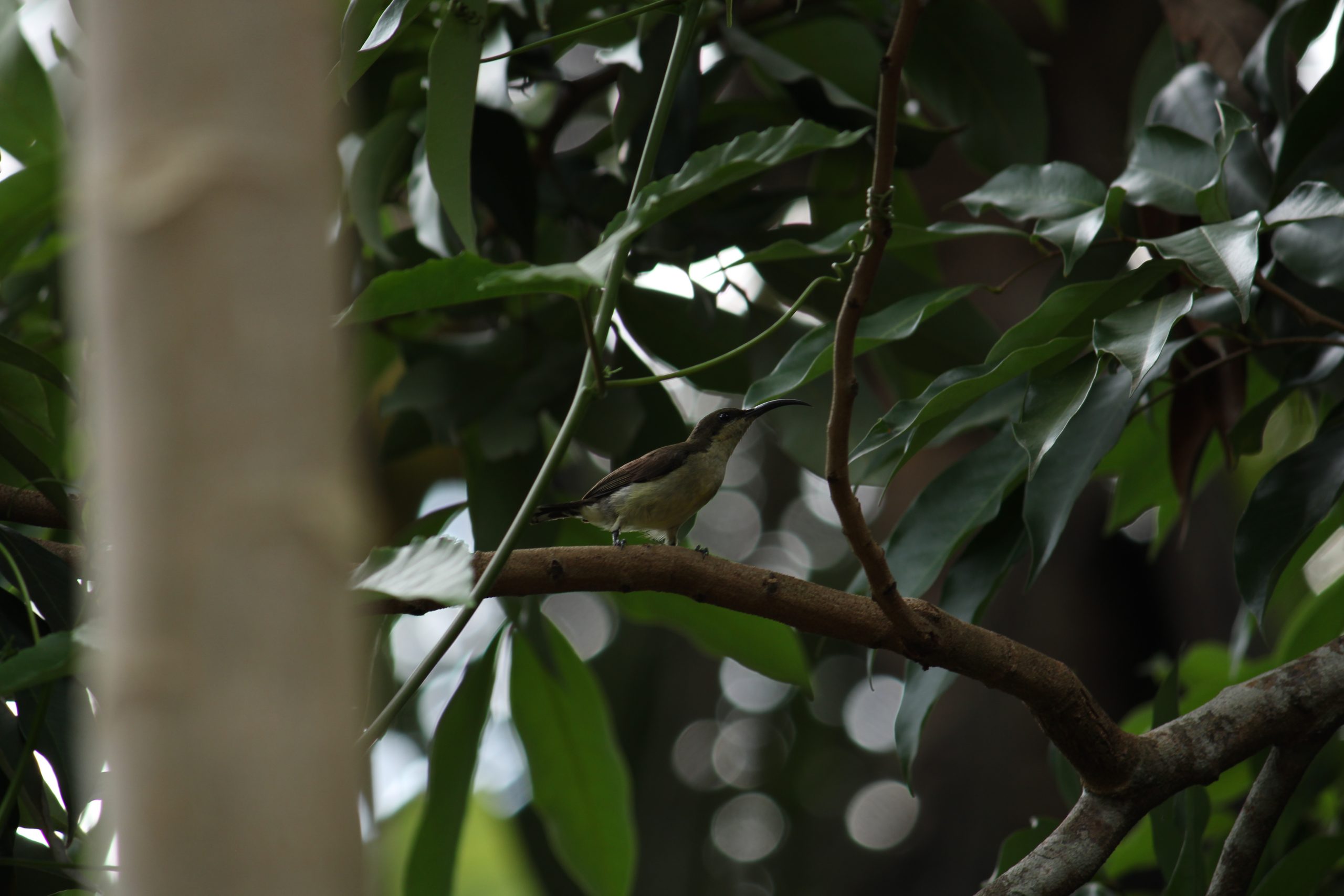 A bird sitting on a branch