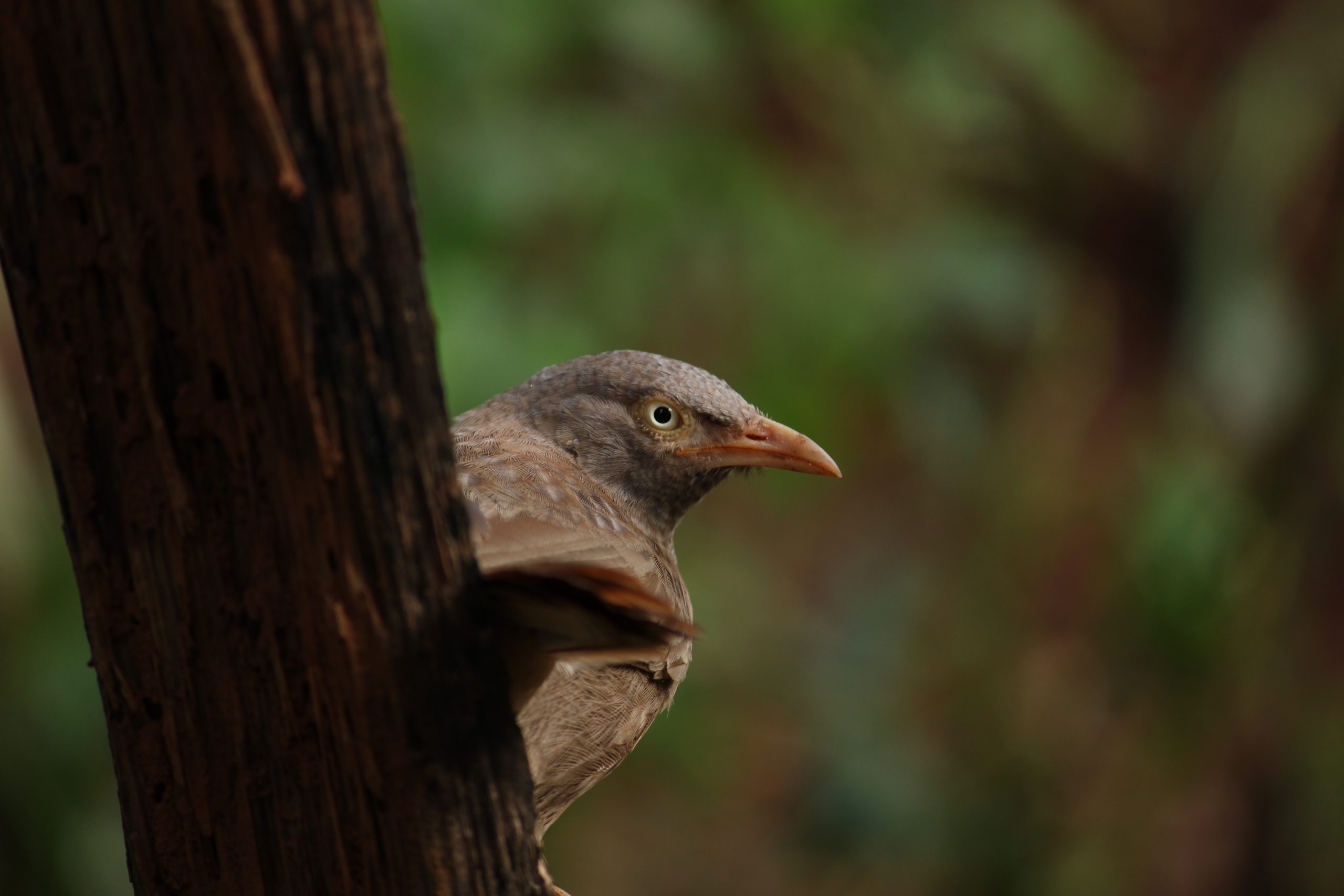 A bird sitting on a tree