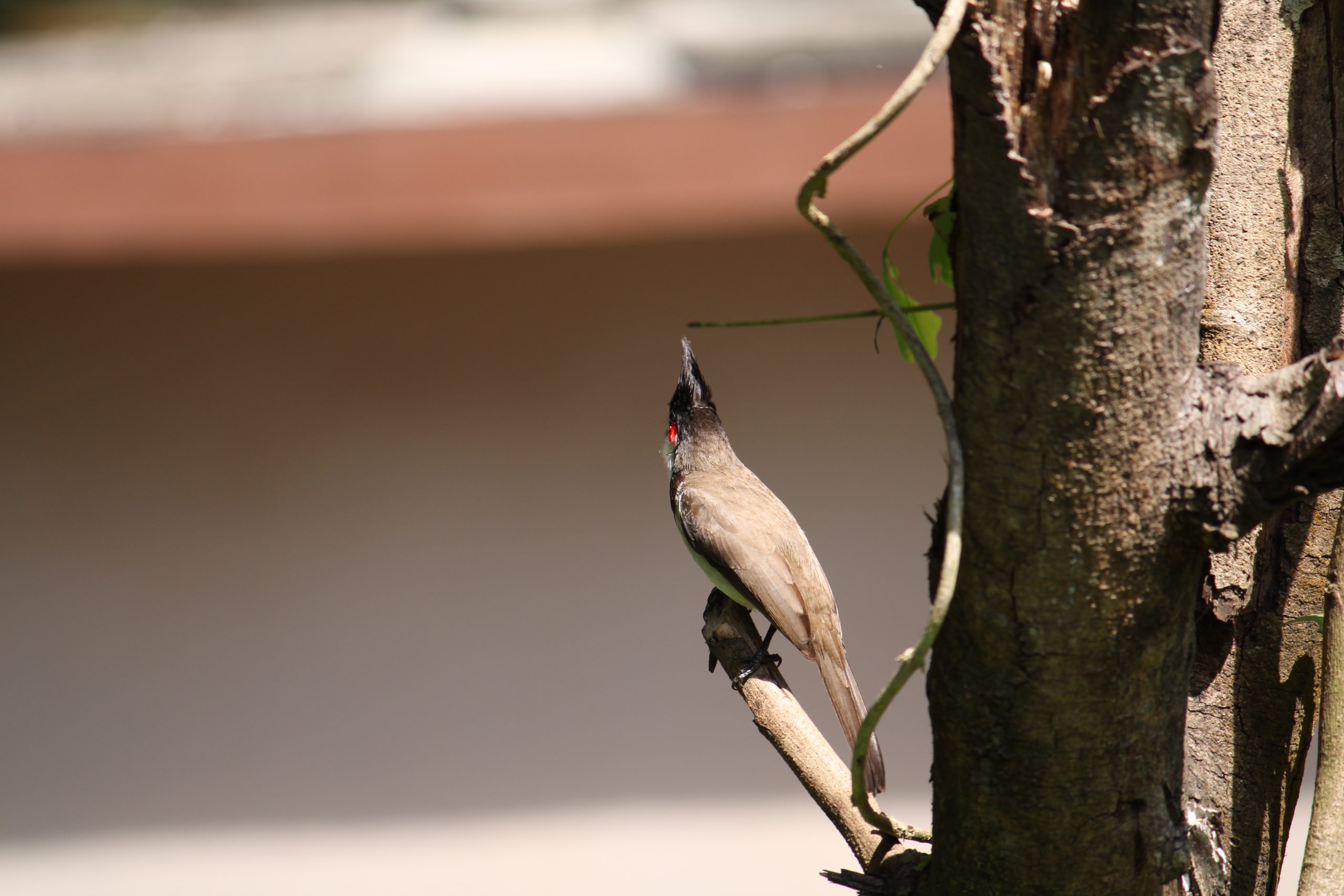 A bird on a tree