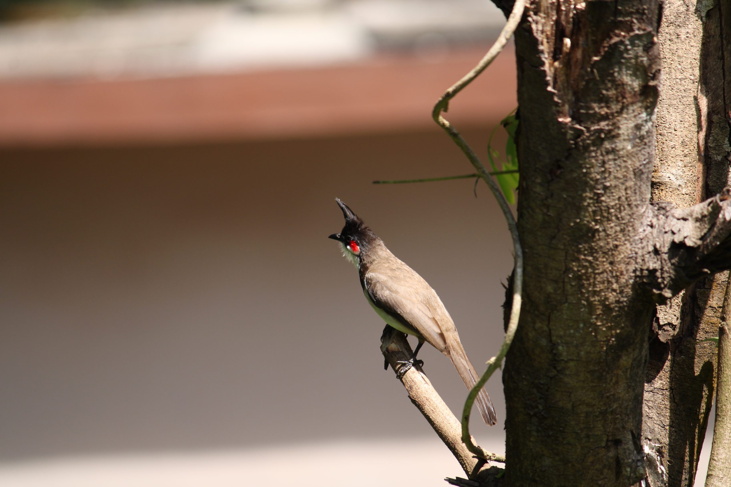 bird on a tree