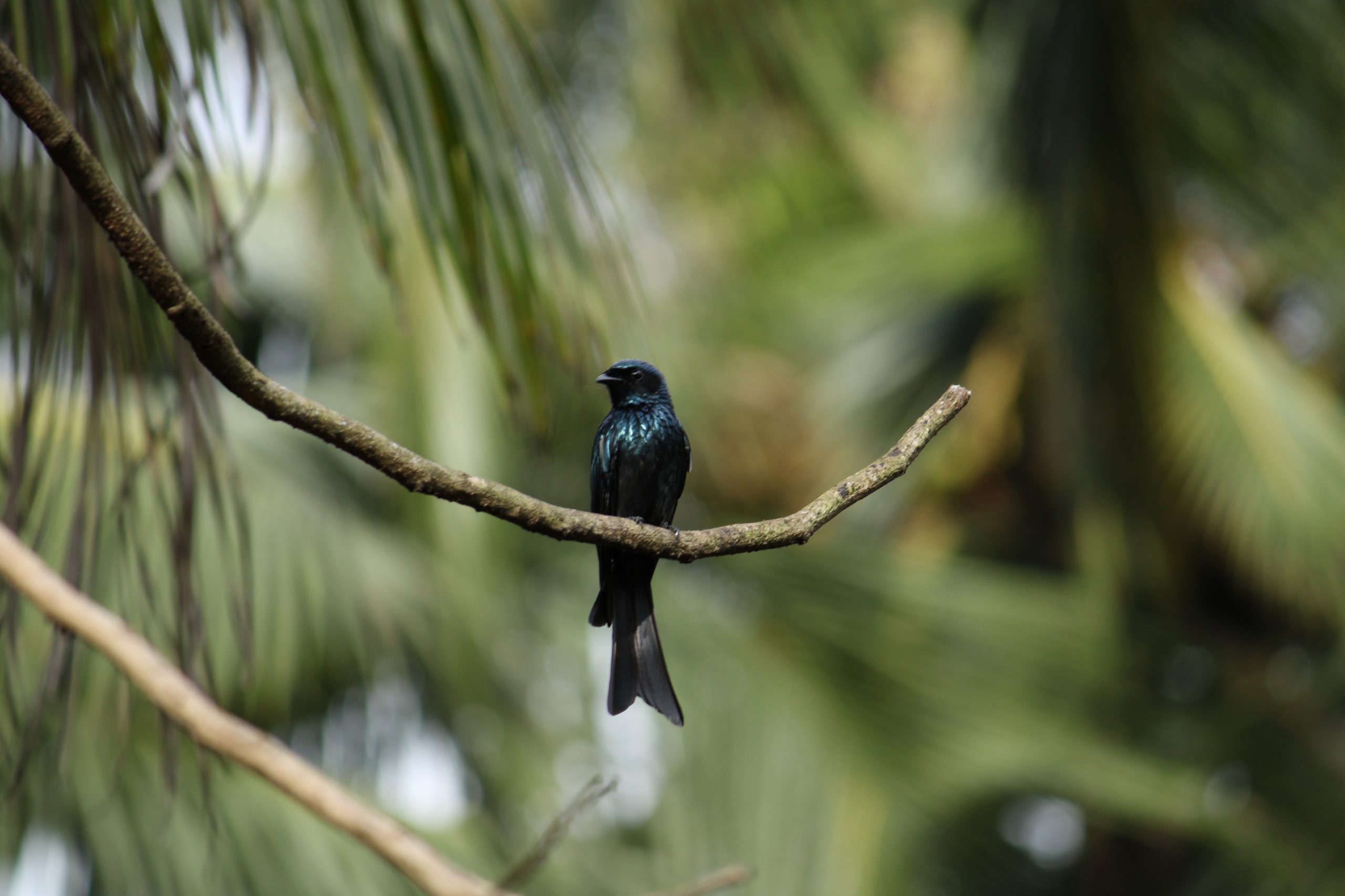 Bird sitting on tree