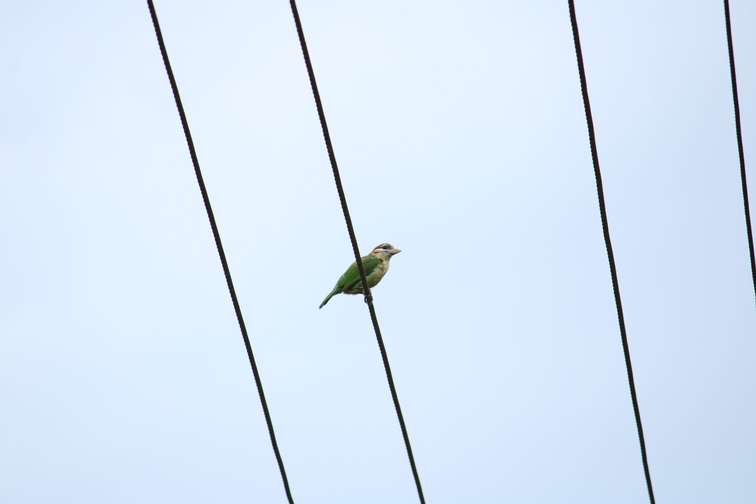 A bird sitting on an electric line