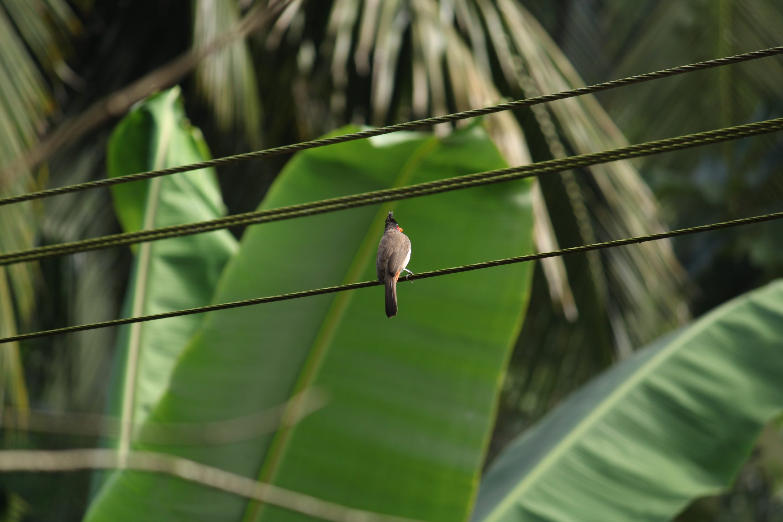 Bird sitting on wire