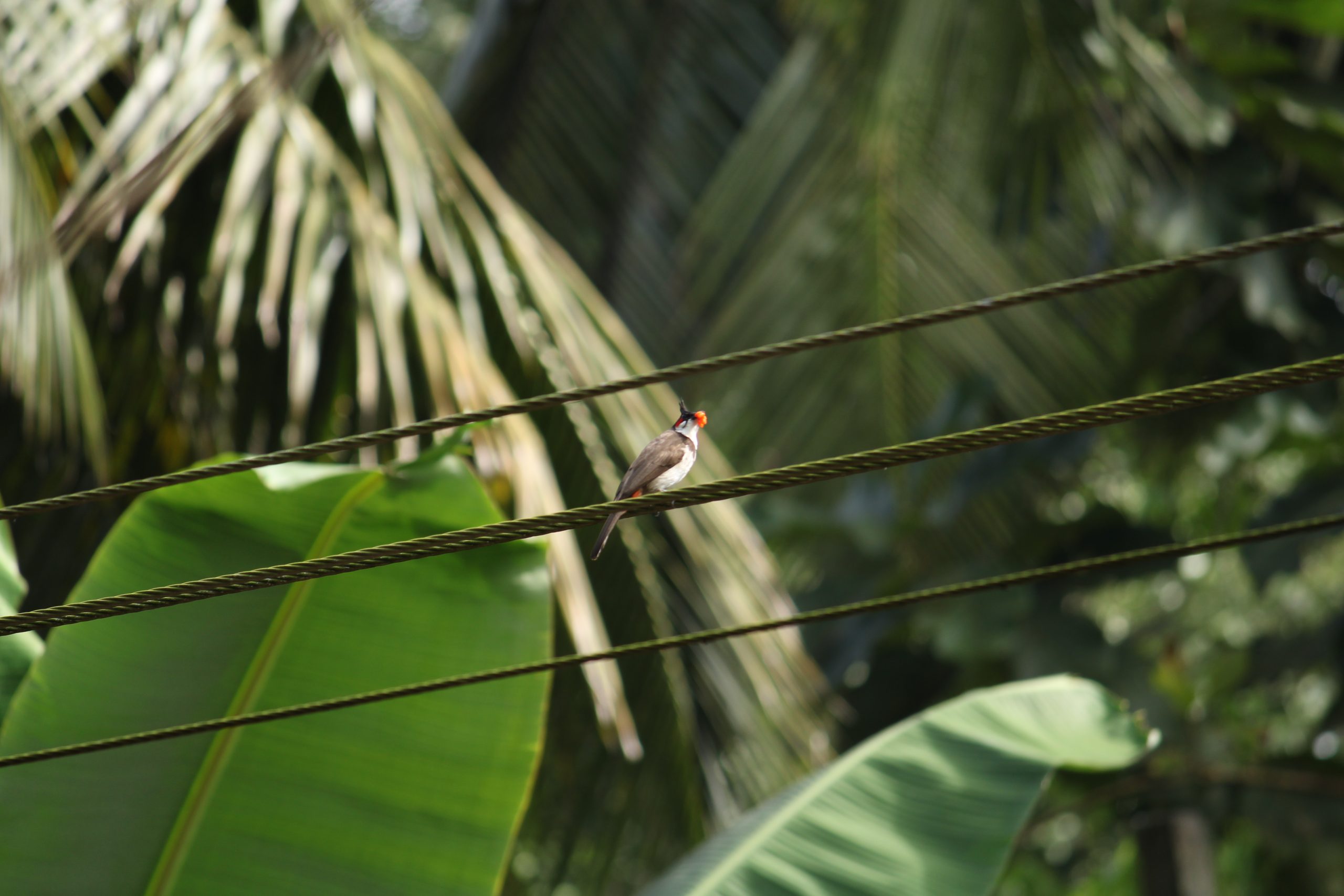 A bird sitting on an electric line