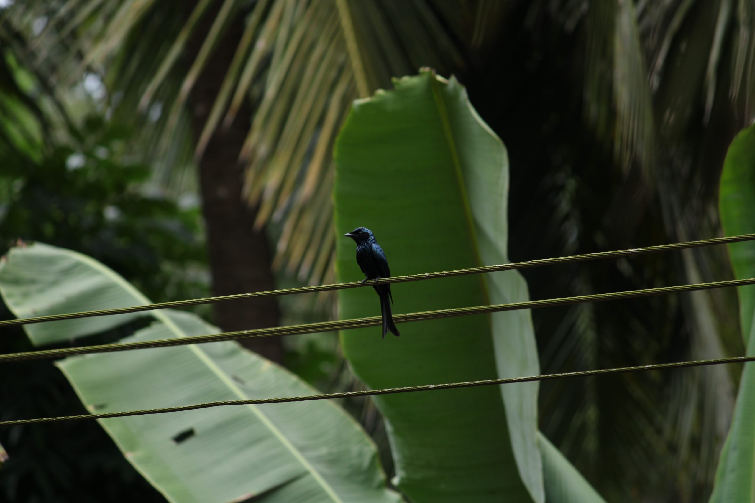 A bird sitting on an electric line