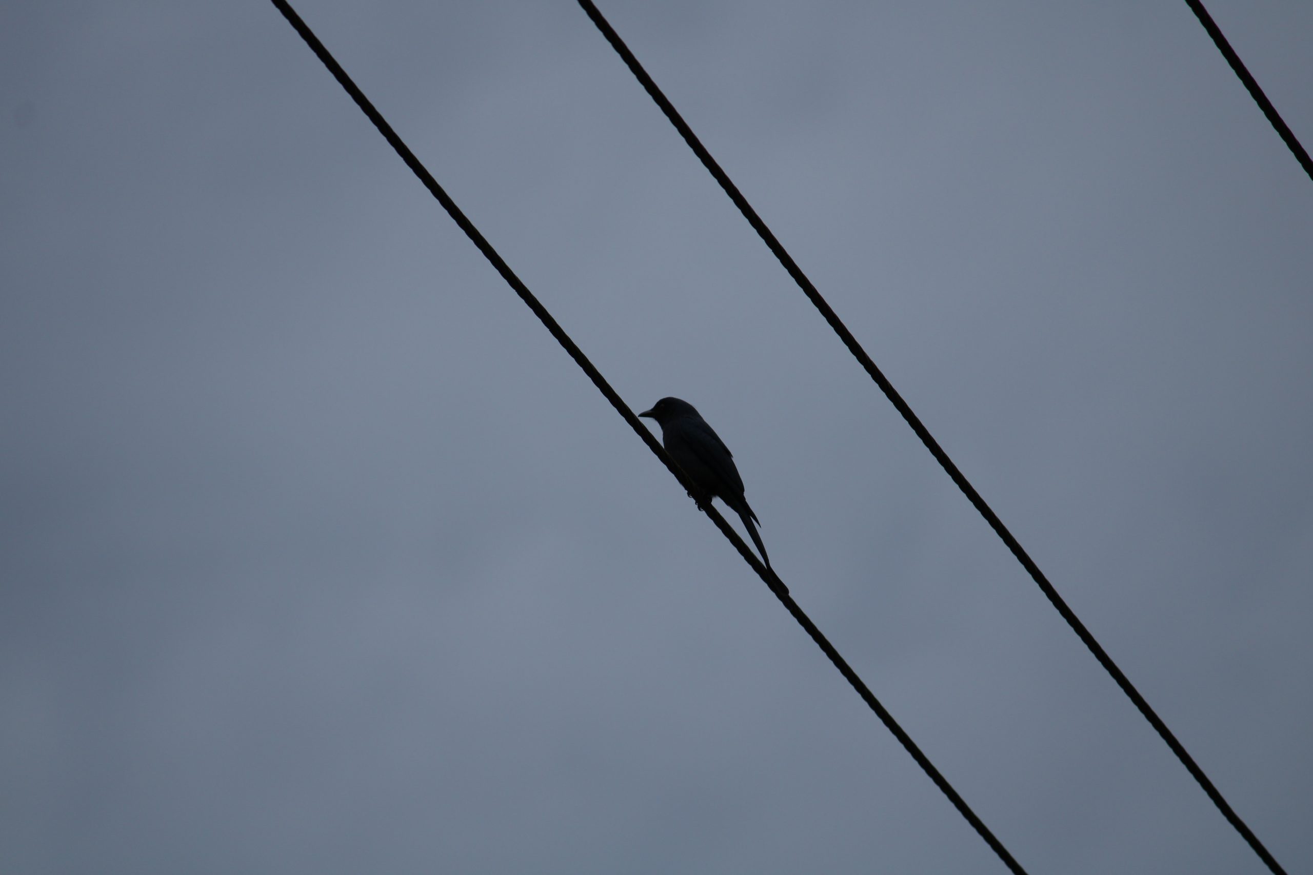 A bird sitting on an electric line