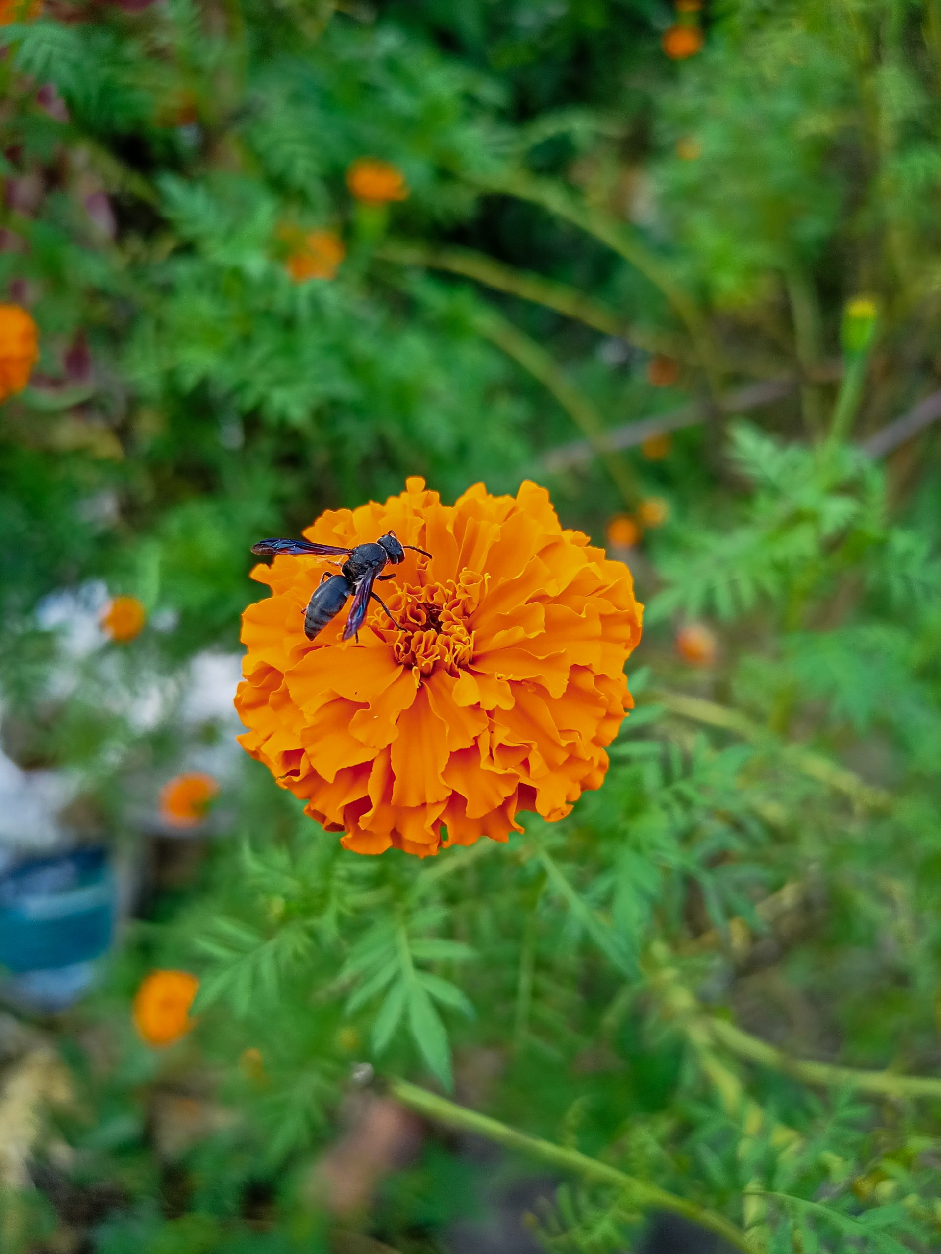 An insect on marigold flower