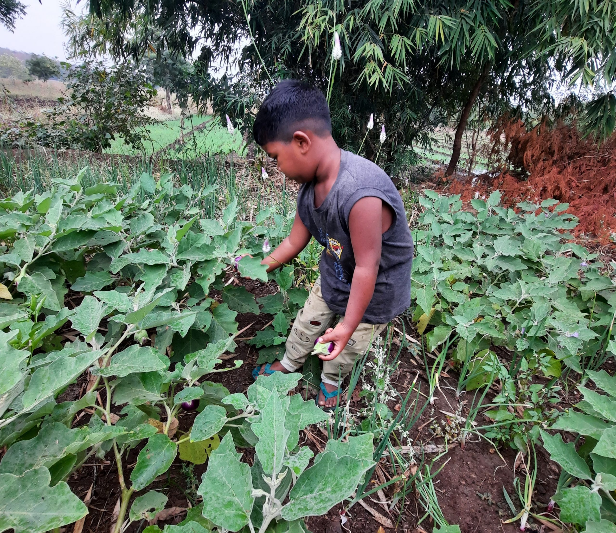 A boy Farmer harvesting vegetables