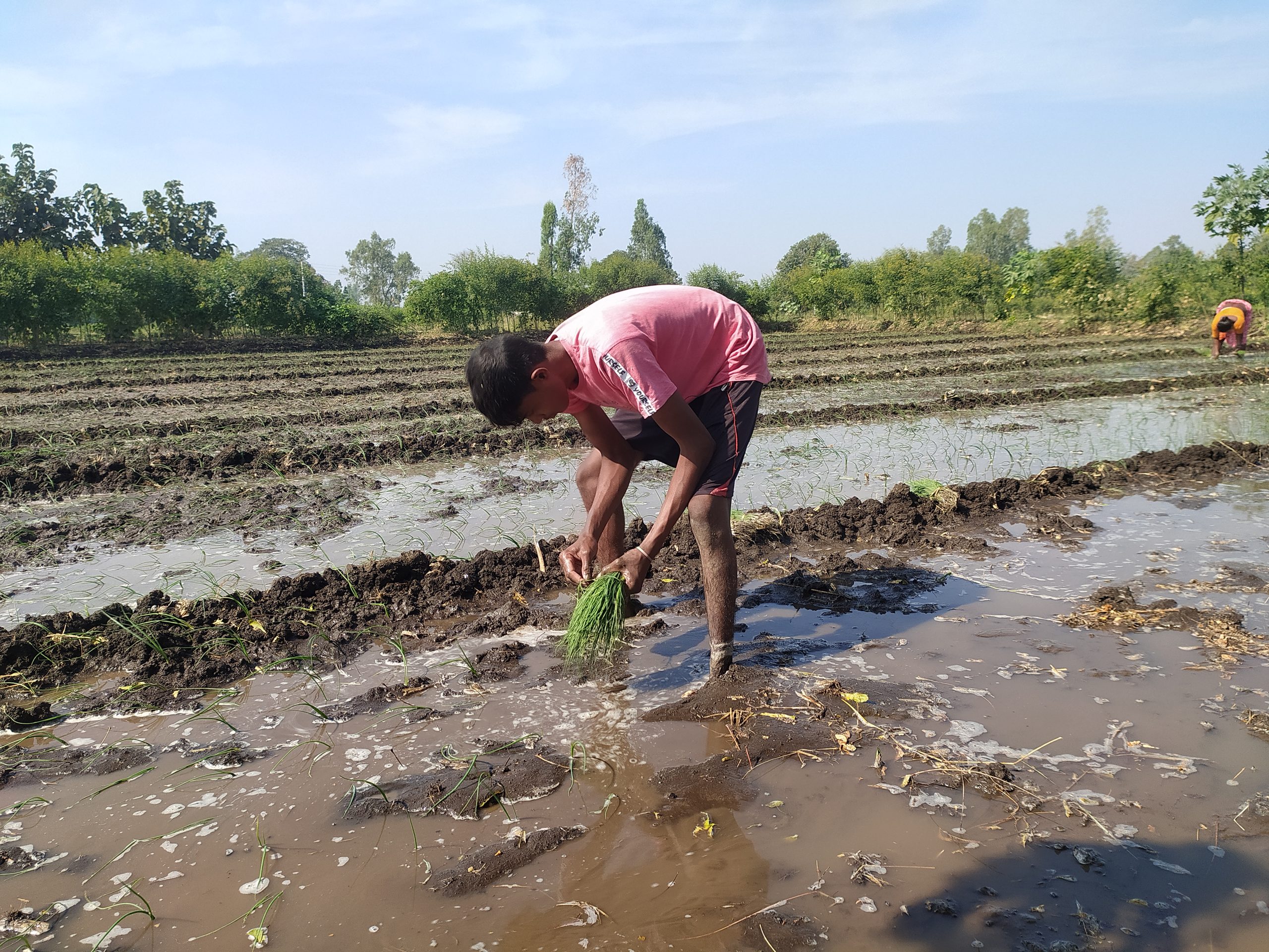 Farmer in the field