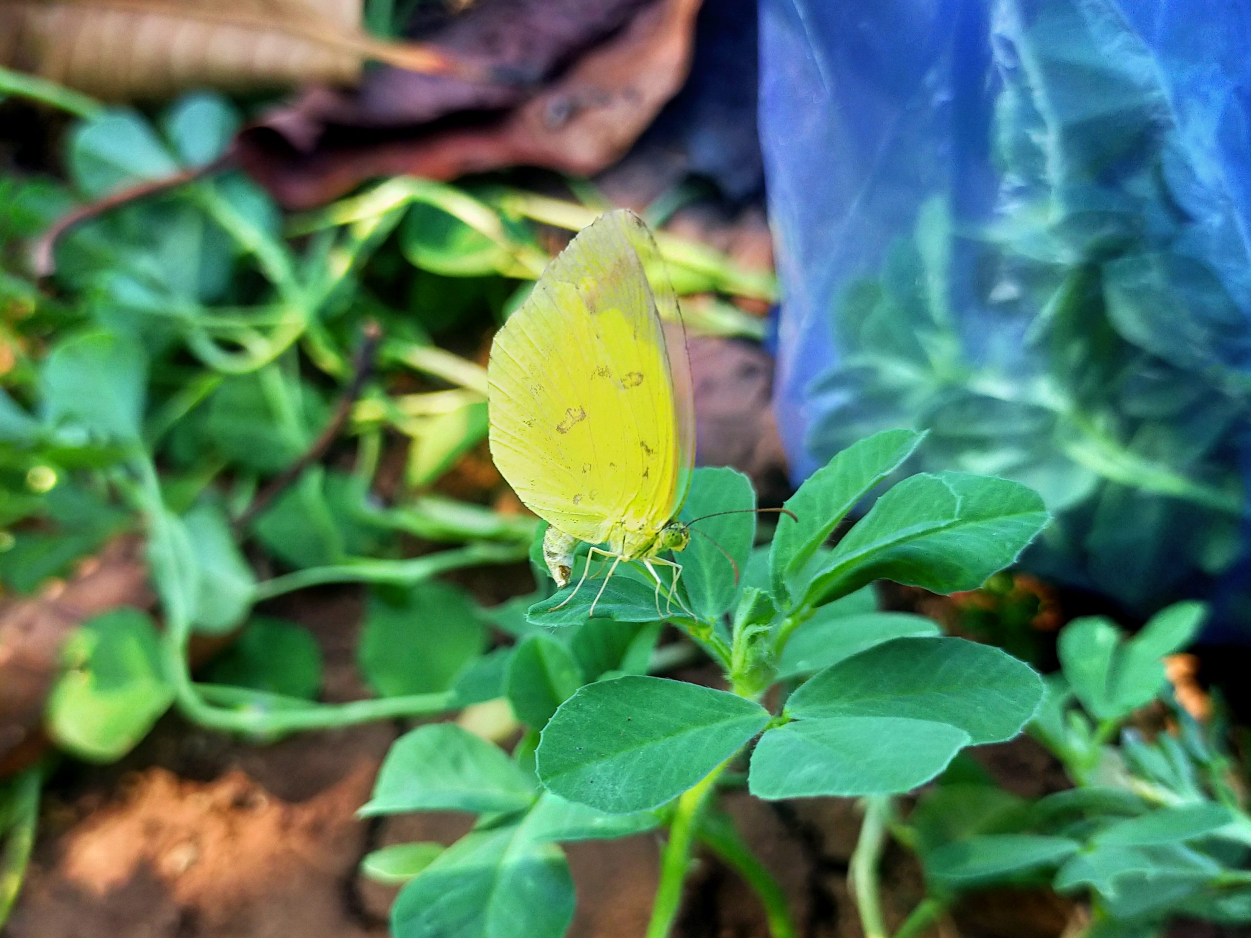 butterfly on a leaf