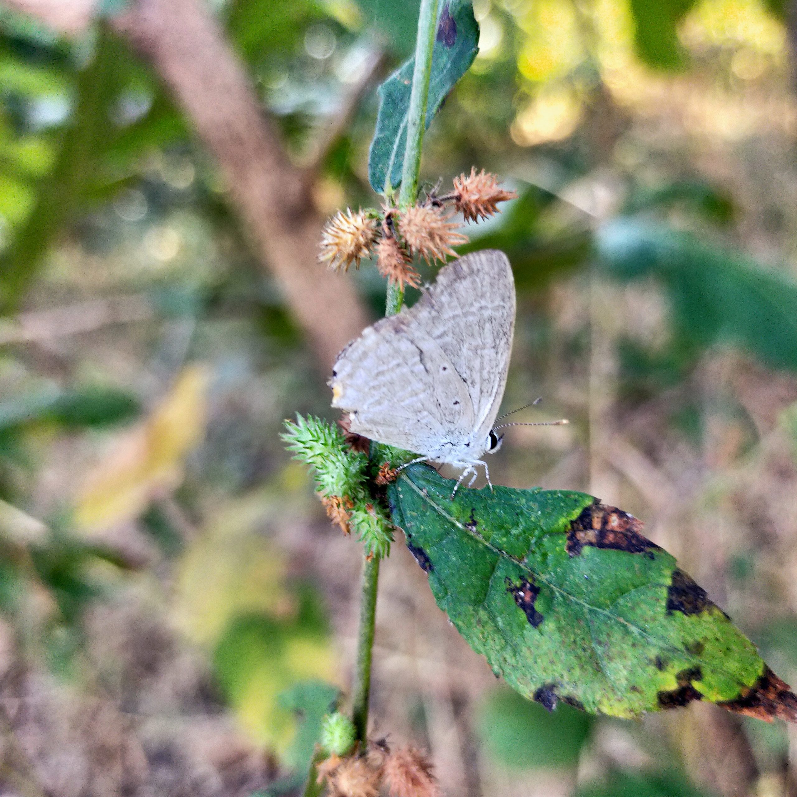 butterfly on a leaf