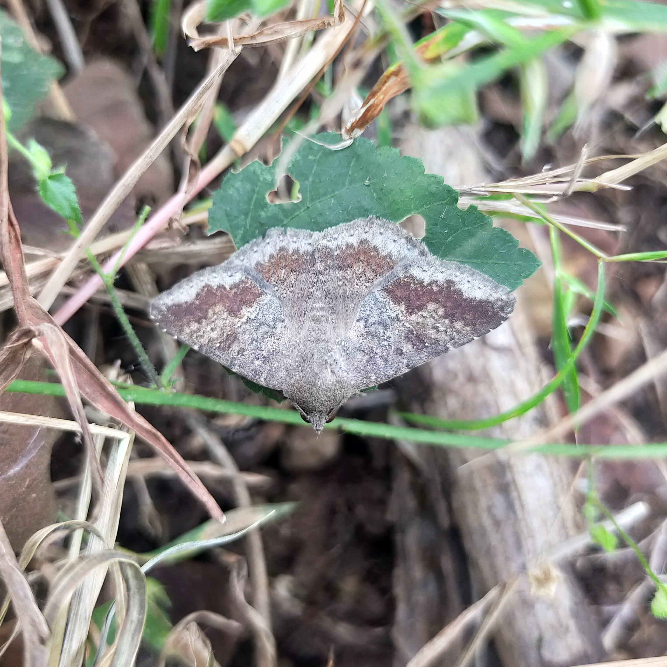 Butterfly on leaf