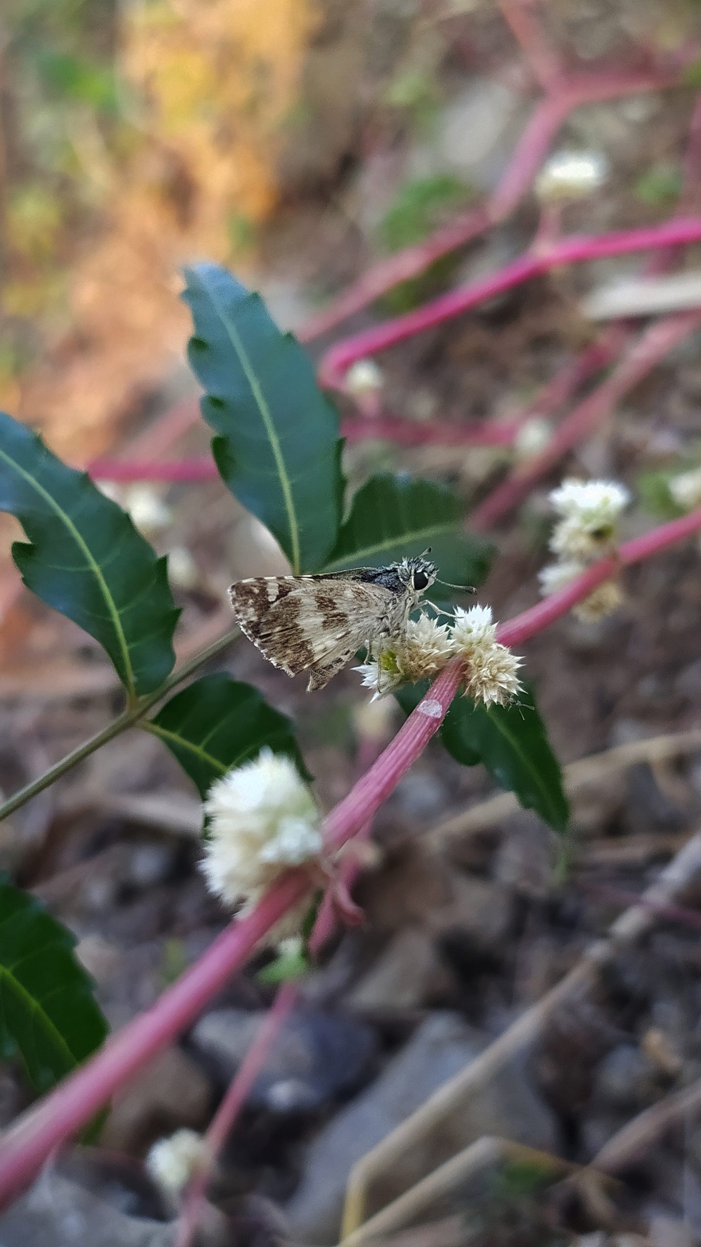 Butterfly on flower