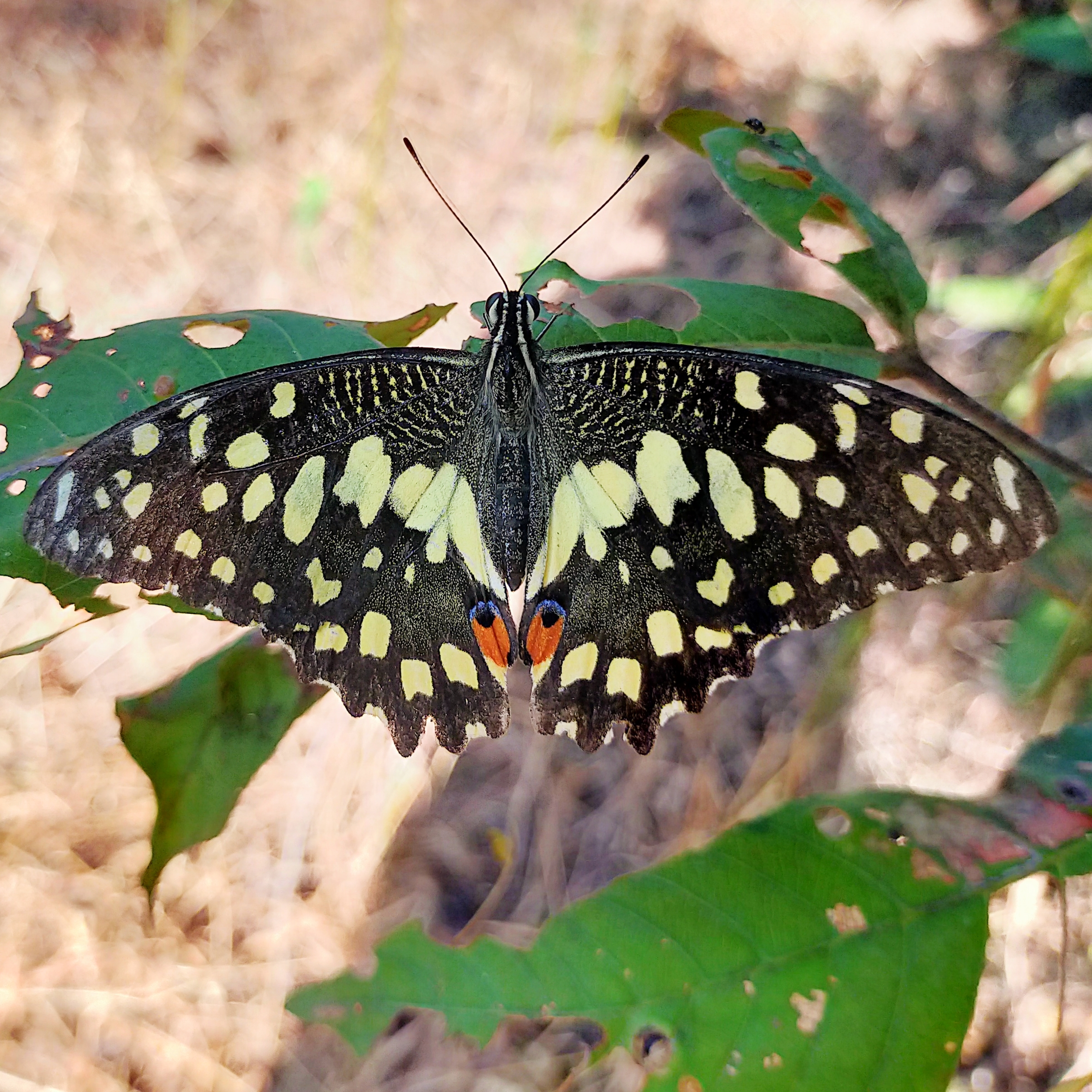 Butterfly on leaf