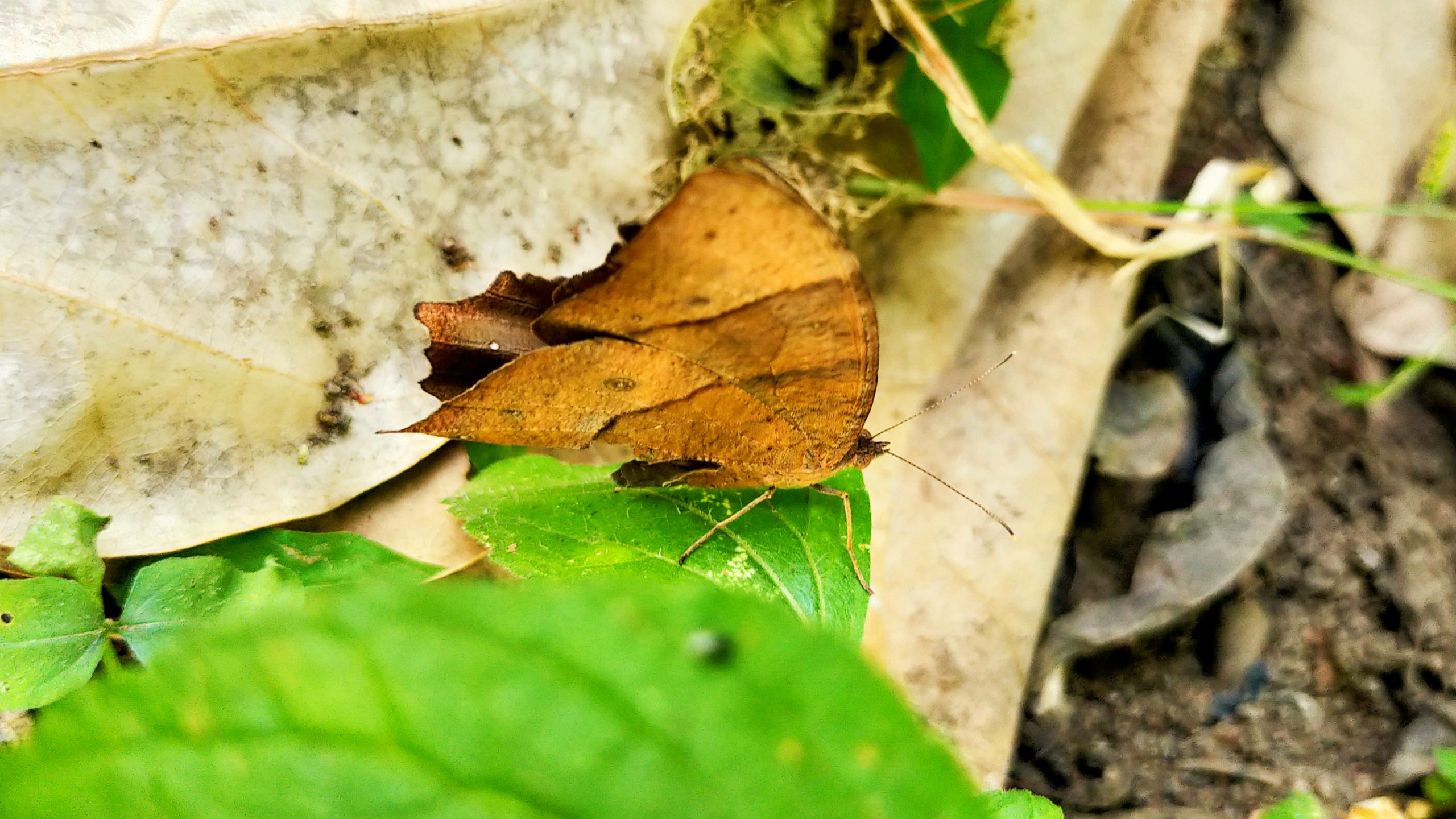 Butterfly on leaf