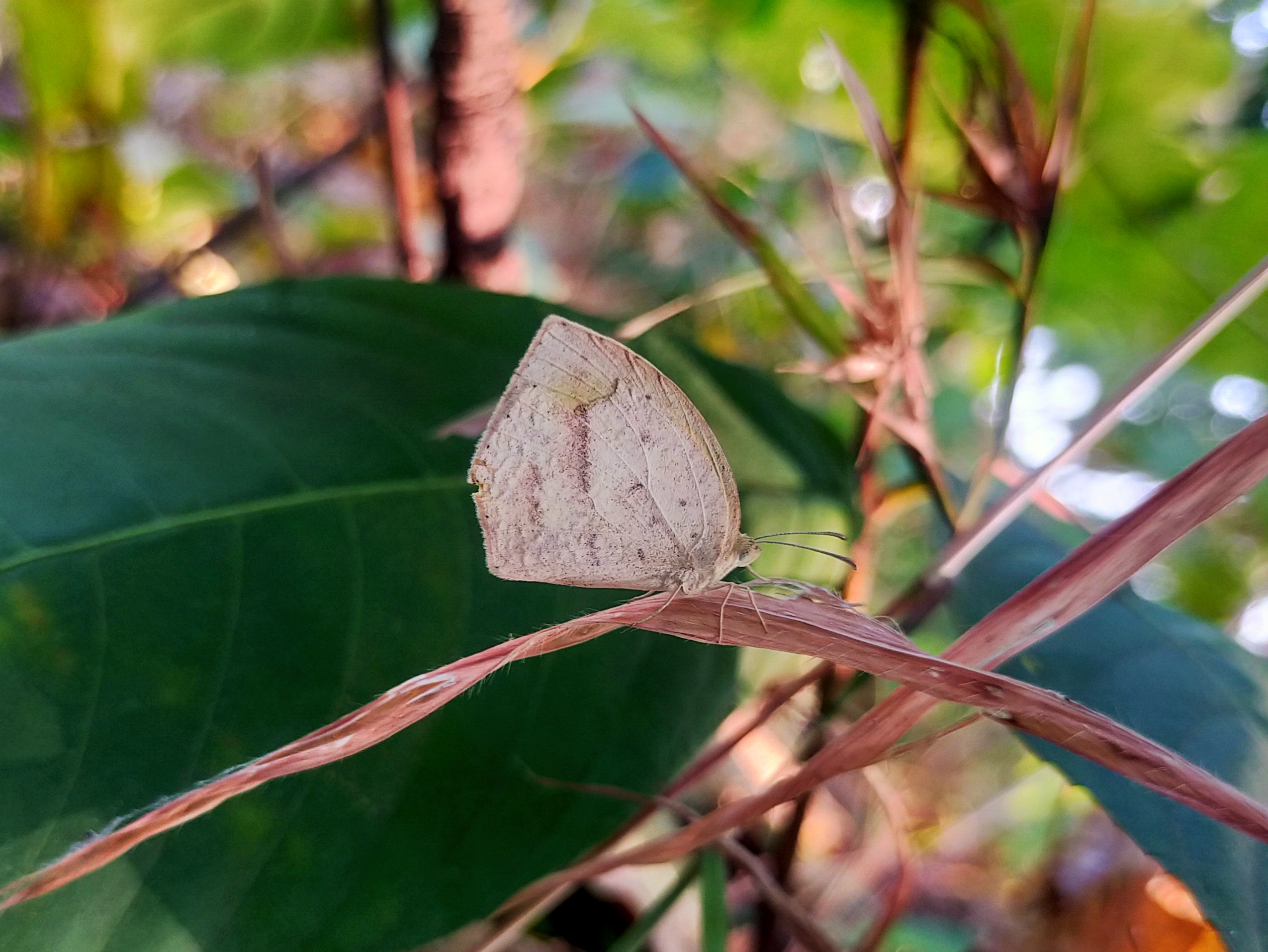 Butterfly on leaf