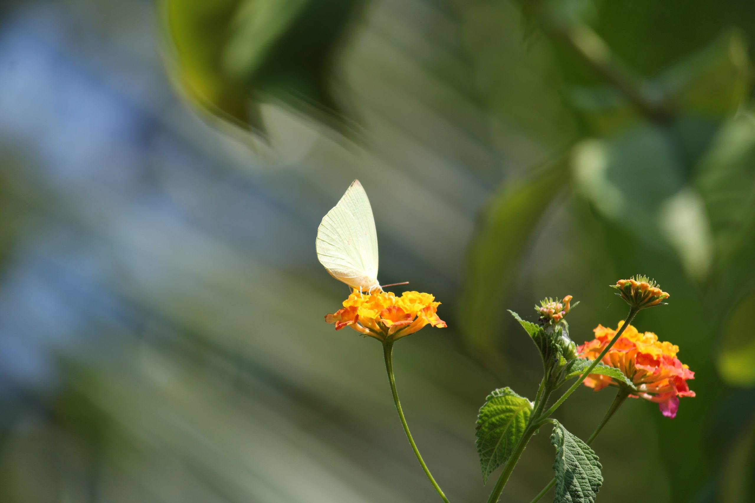 A butterfly on a flower