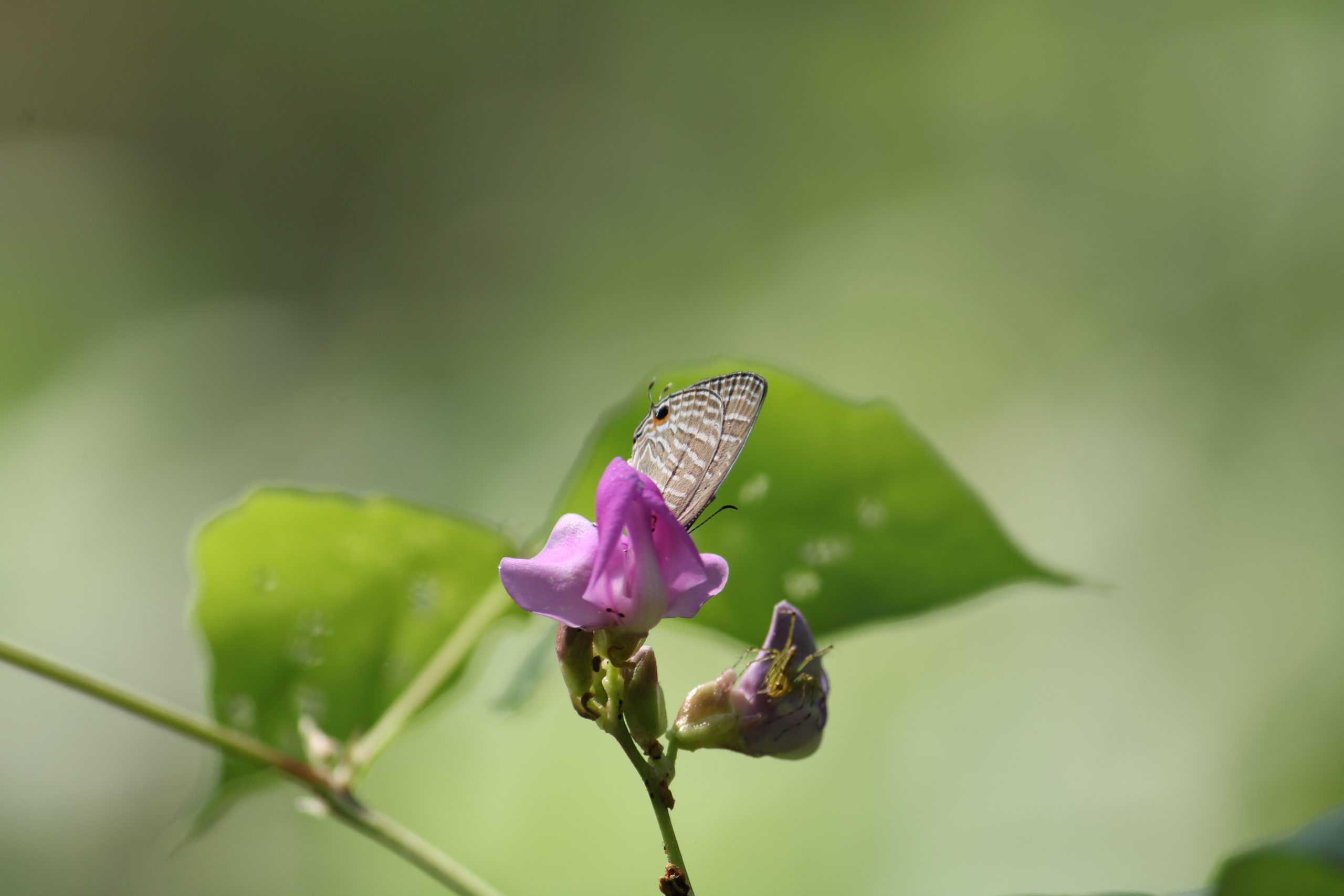 butterfly on a flower