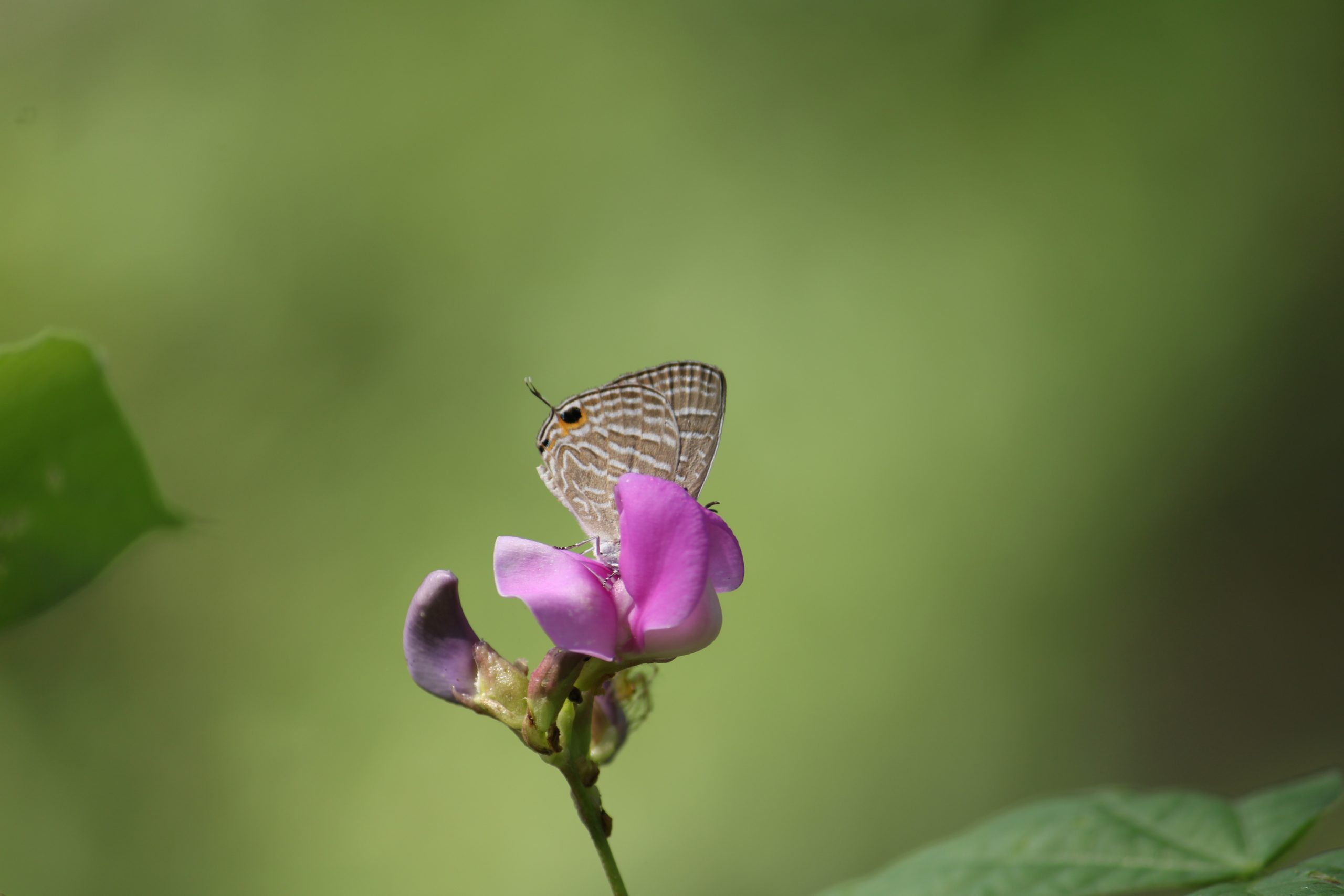 A butterfly on a flower