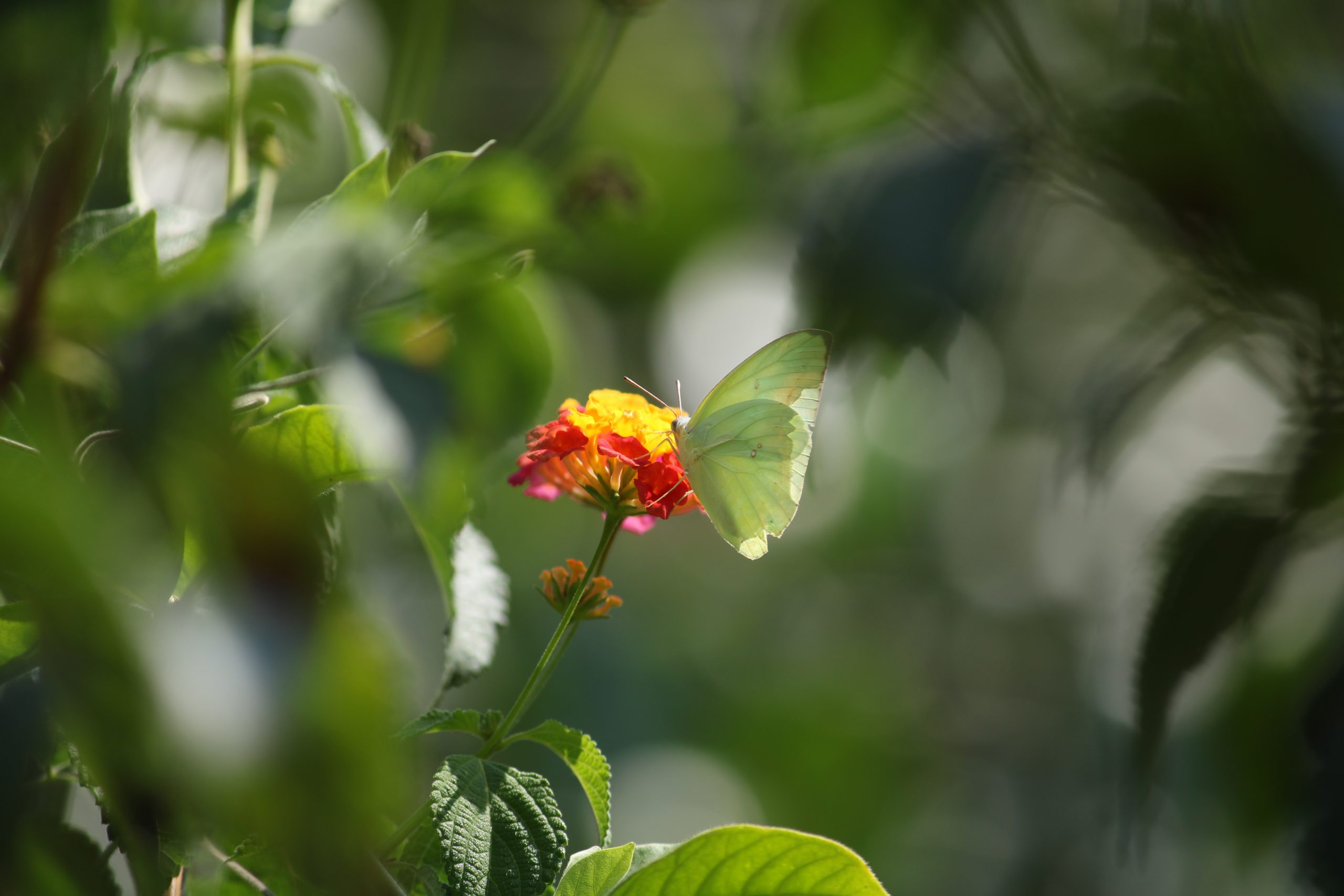 Butterfly on flower