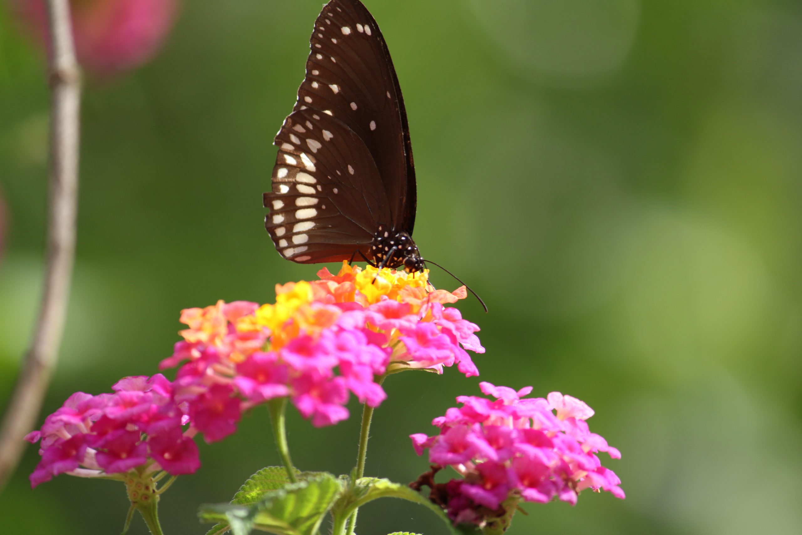 butterfly on a flower