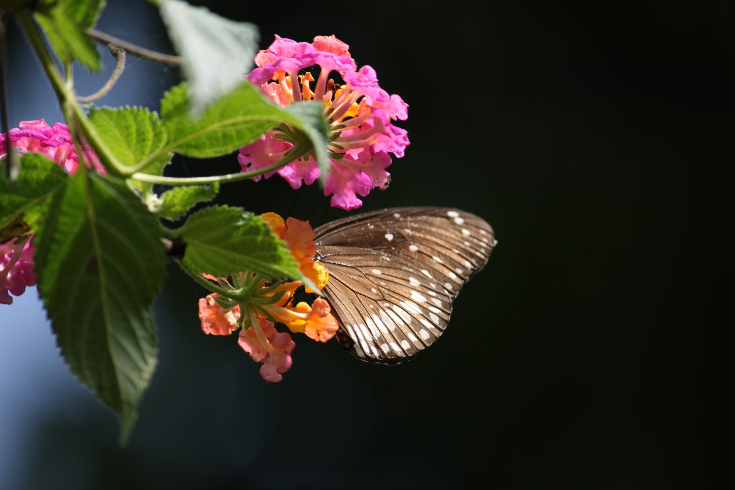 butterfly on a flower