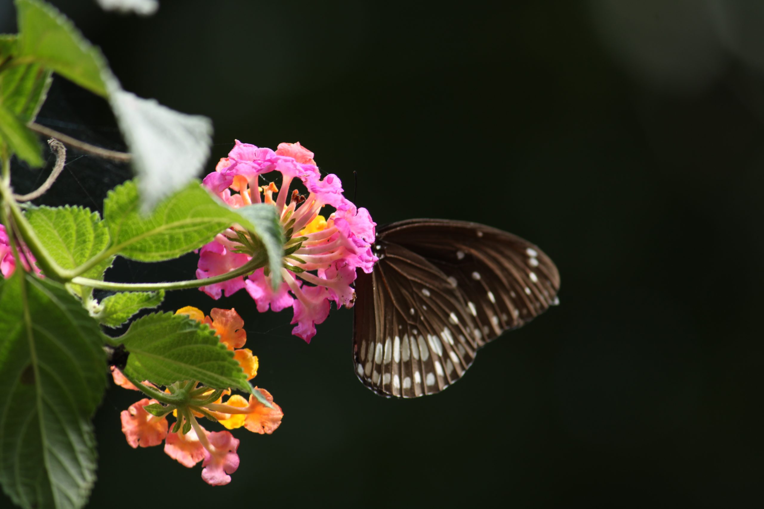 Butterfly on flower