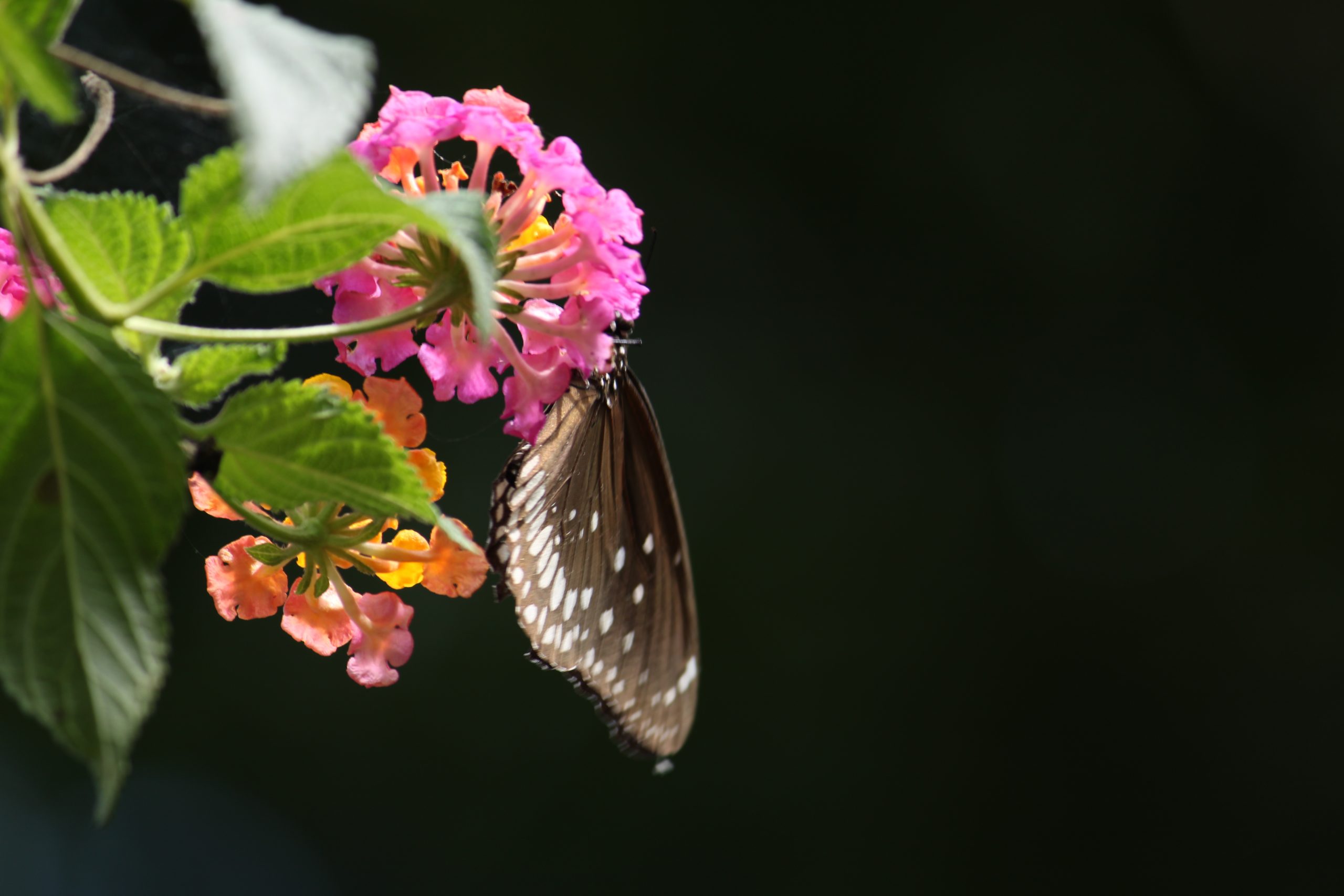 butterfly on a flower