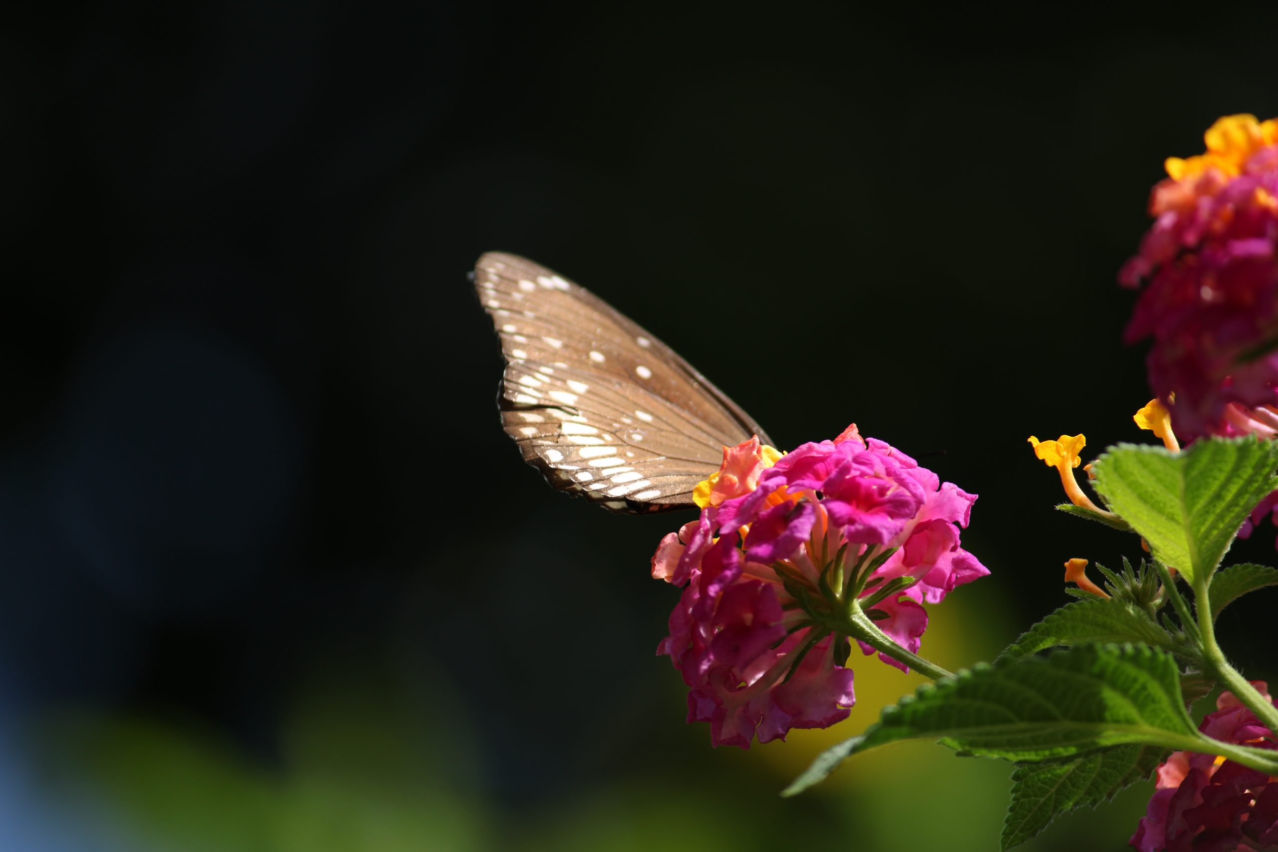 Butterfly on flower