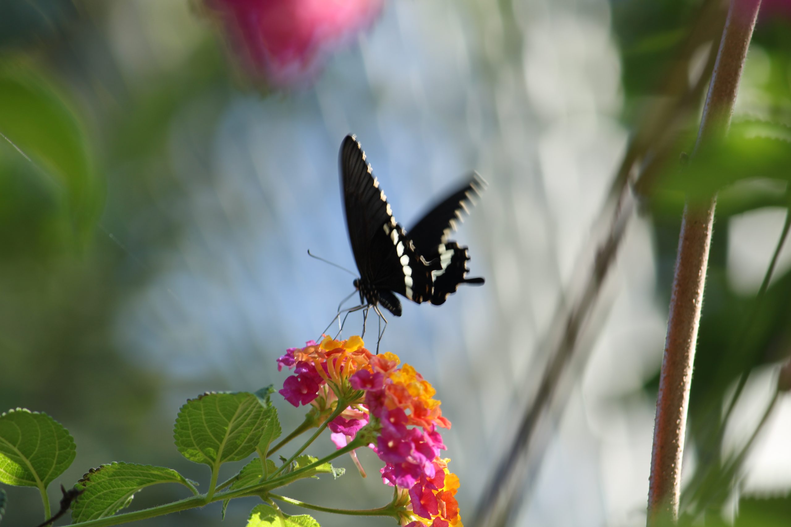 butterfly on a flower