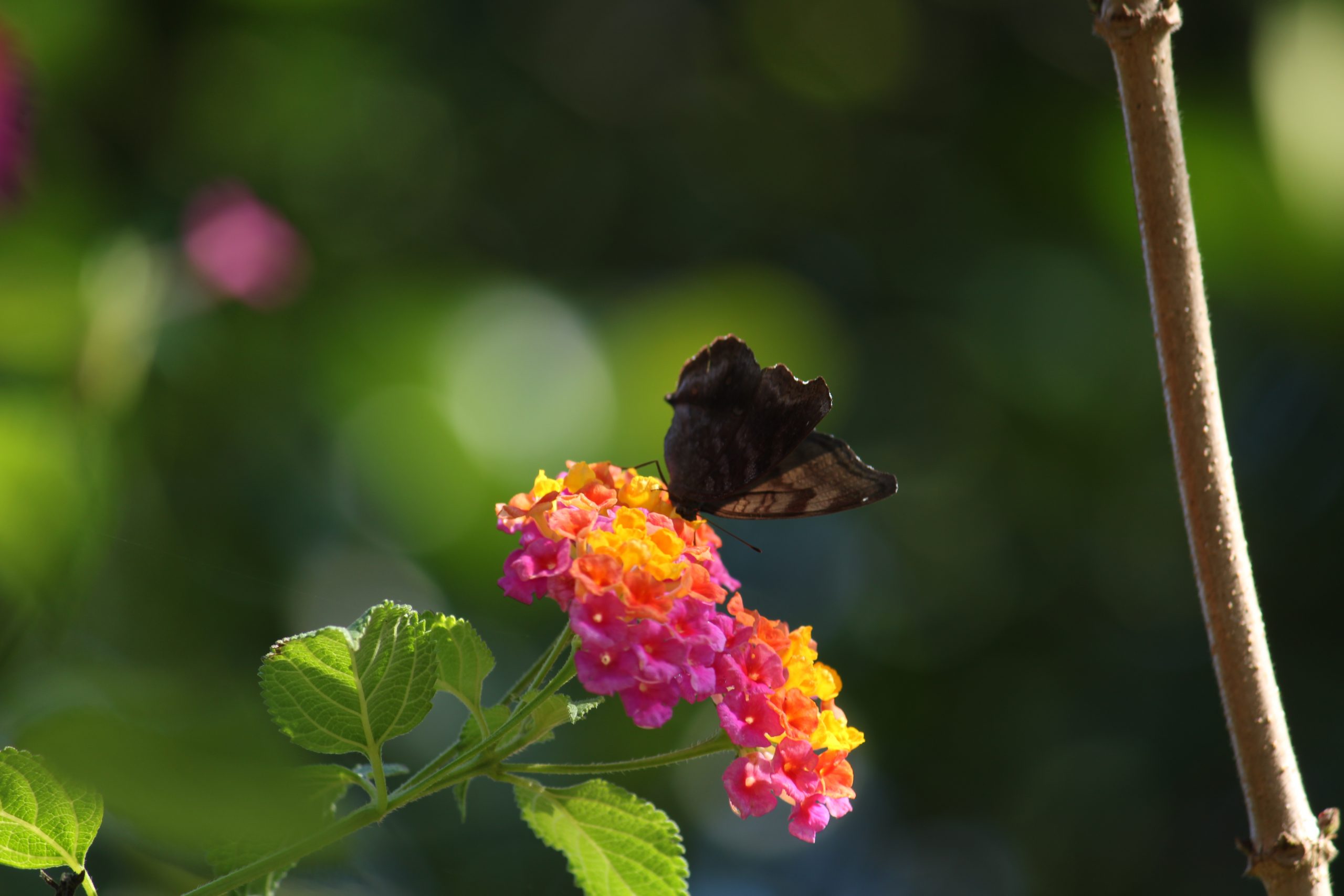 Butterfly on flower