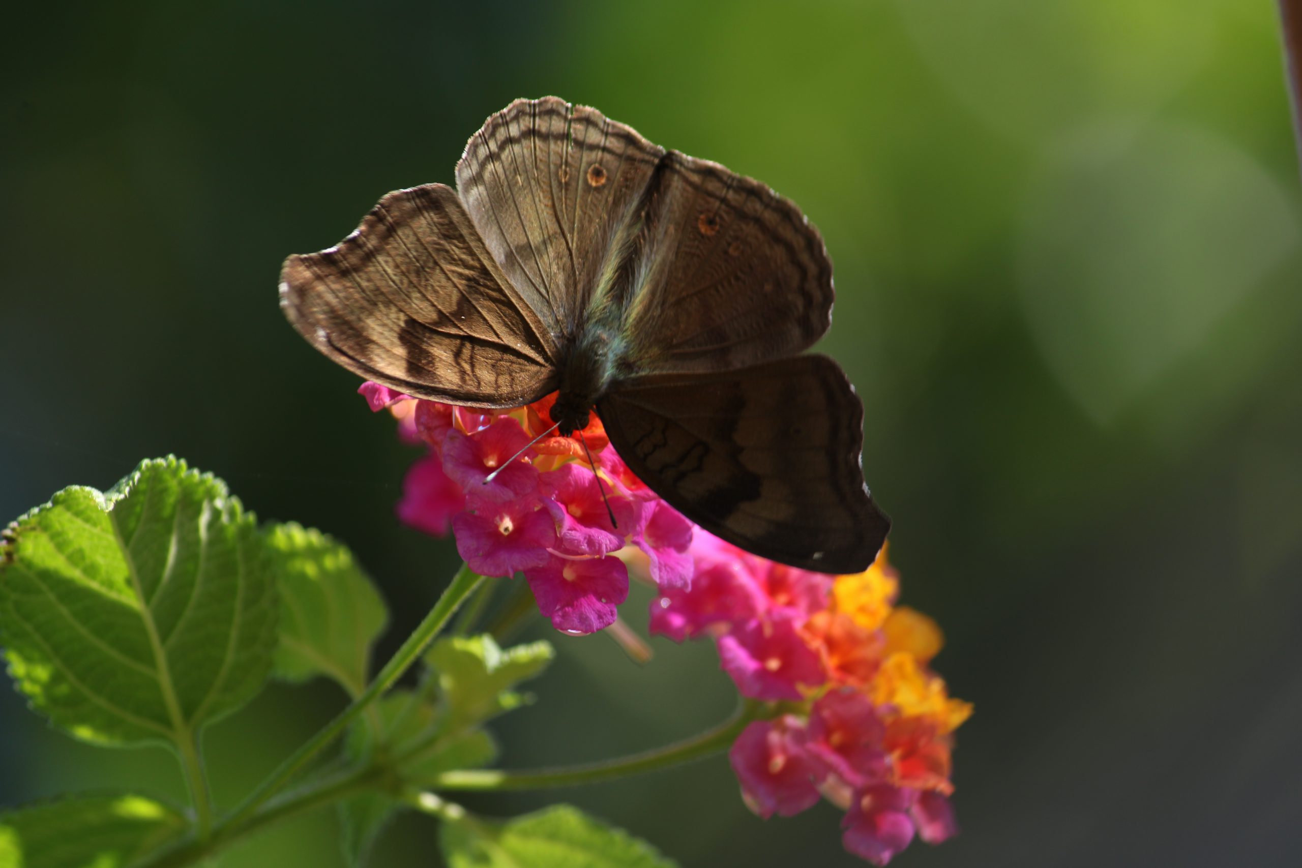 A butterfly on a flower